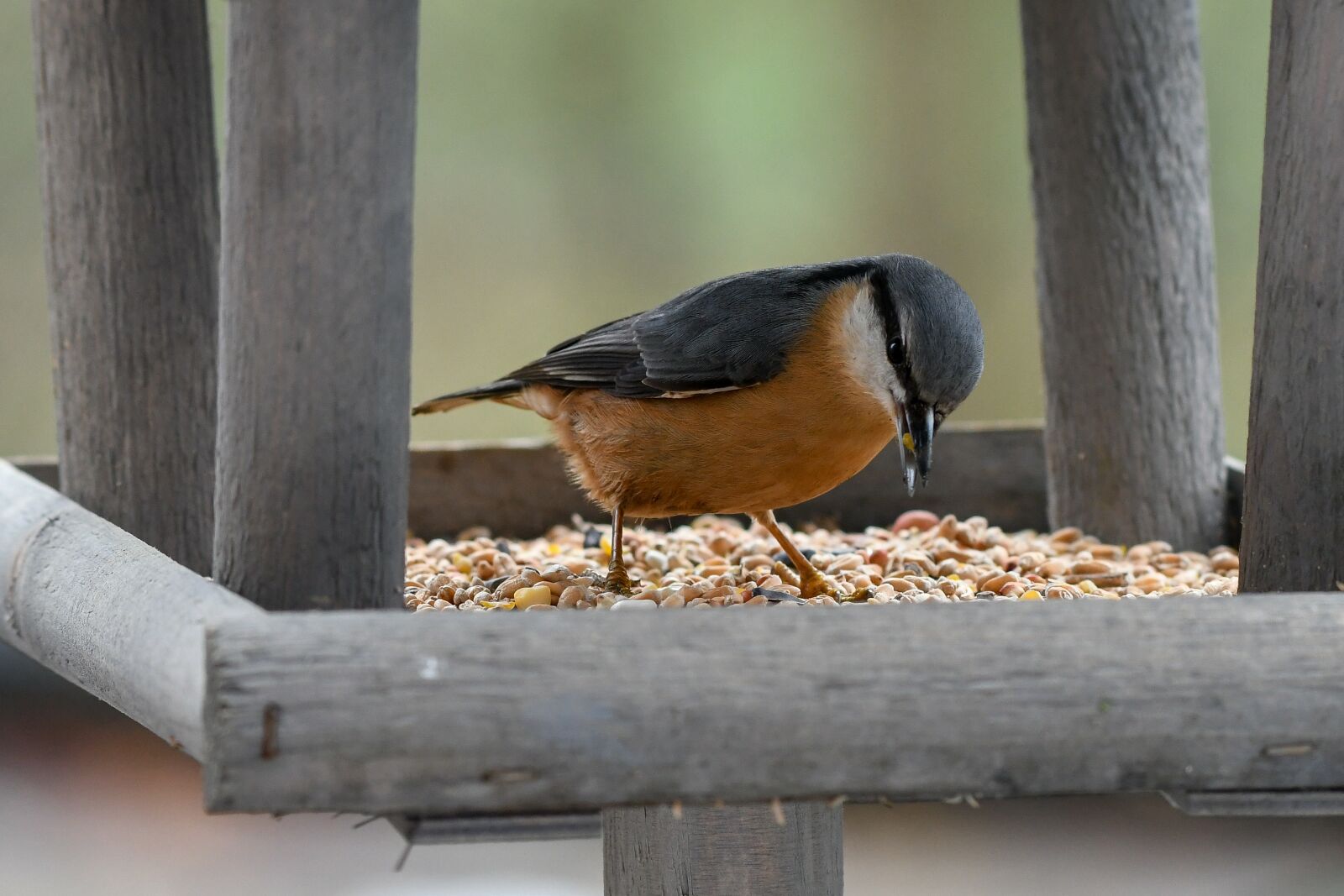 Nikon D500 sample photo. Nuthatch, bird, bird feeder photography