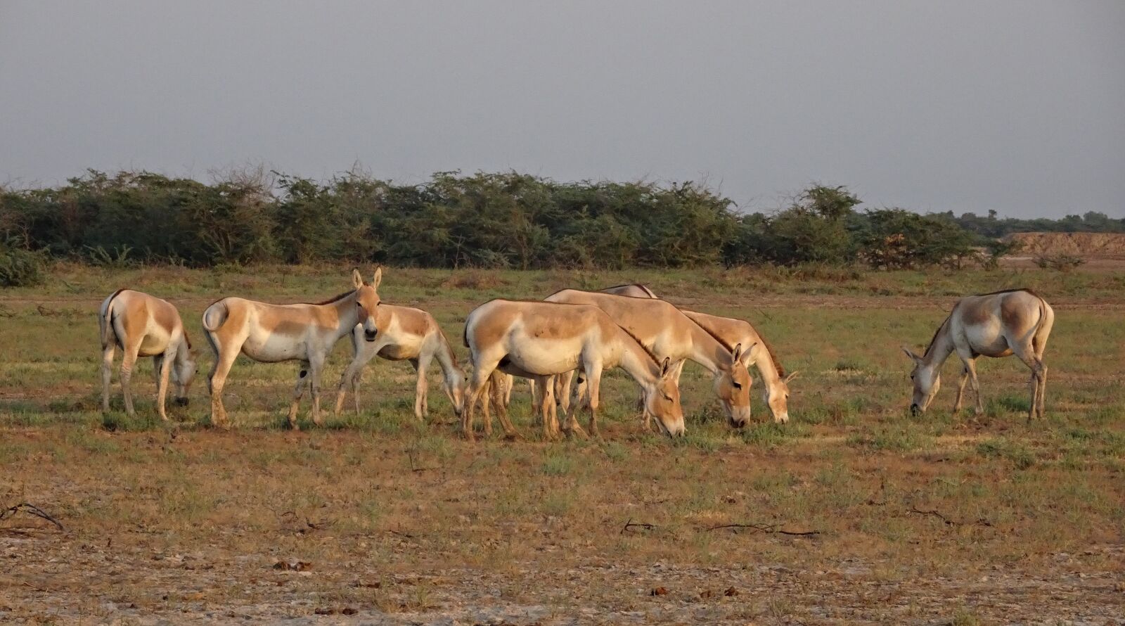Sony Cyber-shot DSC-HX90V sample photo. Indian wild ass, equus photography