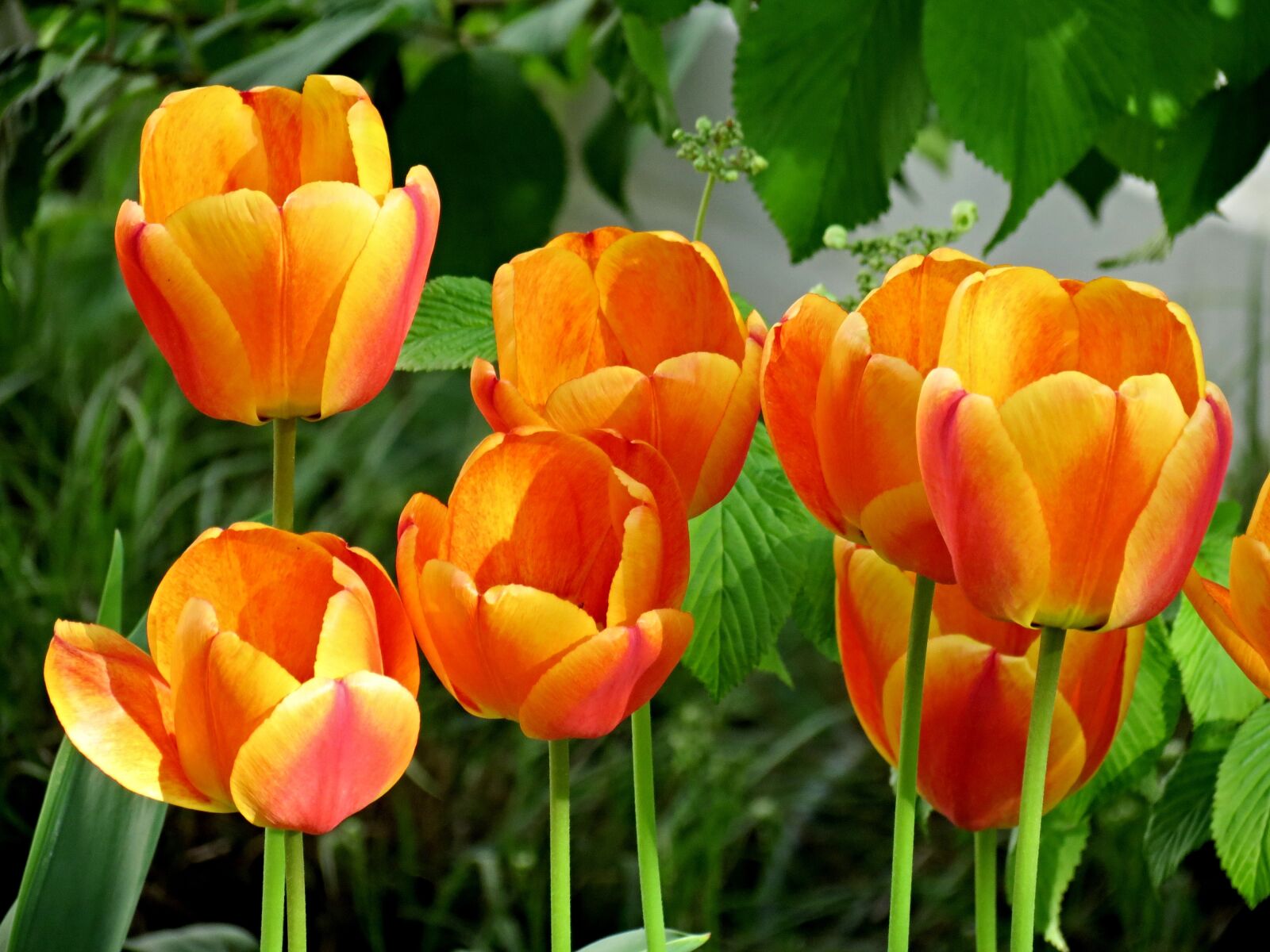 Canon PowerShot SX40 HS sample photo. Tulips, orange, blossom photography