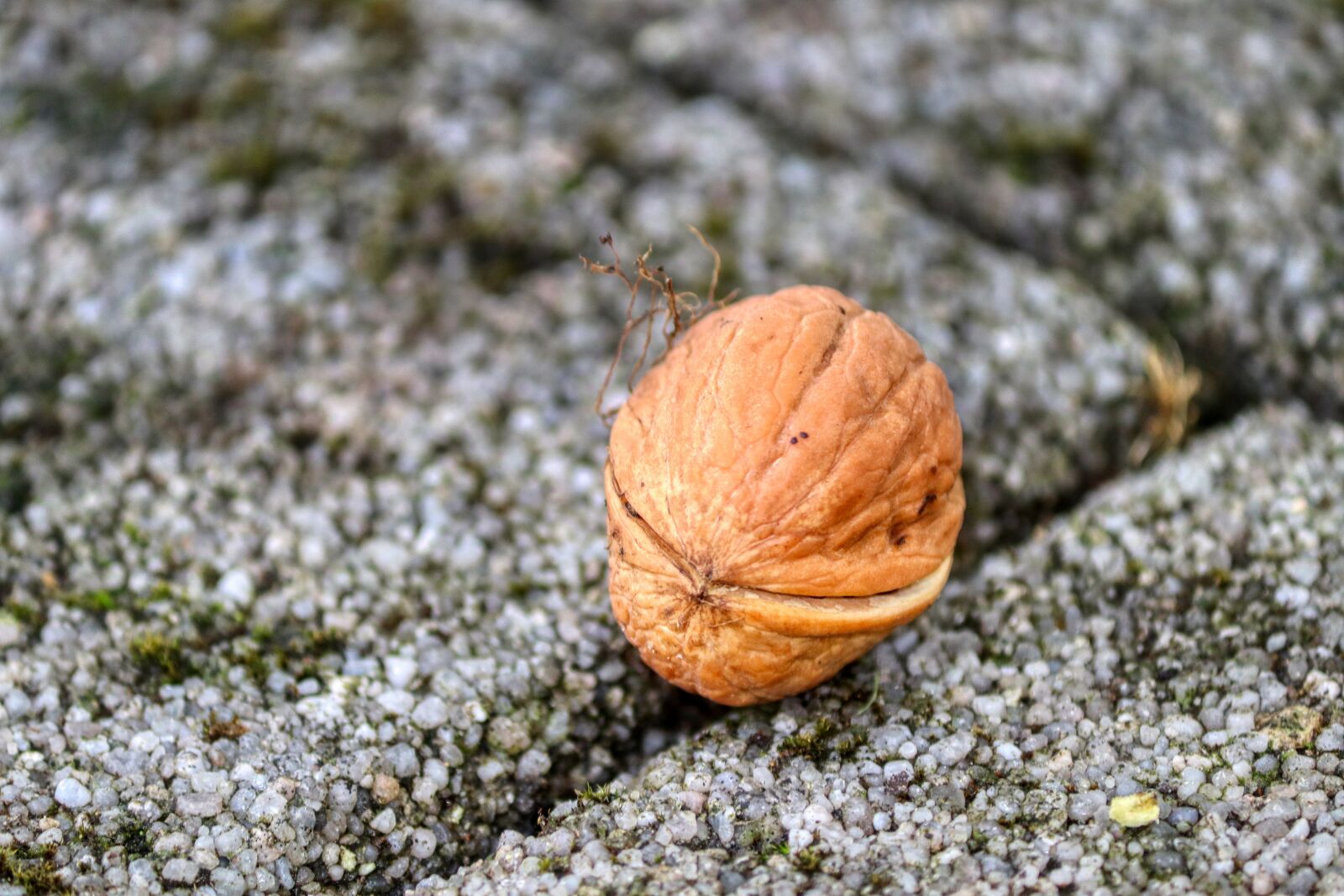 Canon EOS 80D sample photo. Nut, ground, close up photography