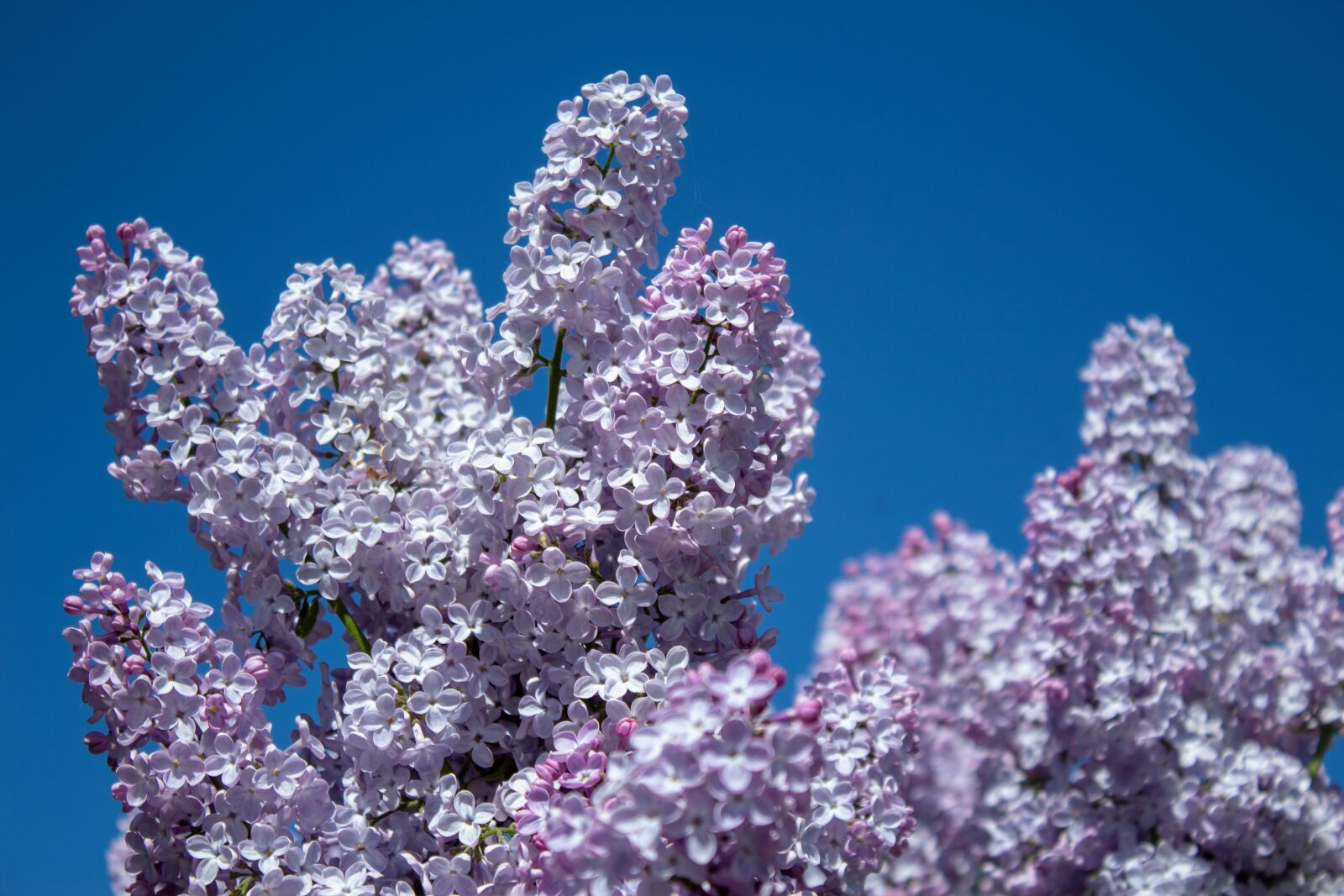 Canon EOS 1300D (EOS Rebel T6 / EOS Kiss X80) sample photo. Lilac, flowers, blossom photography