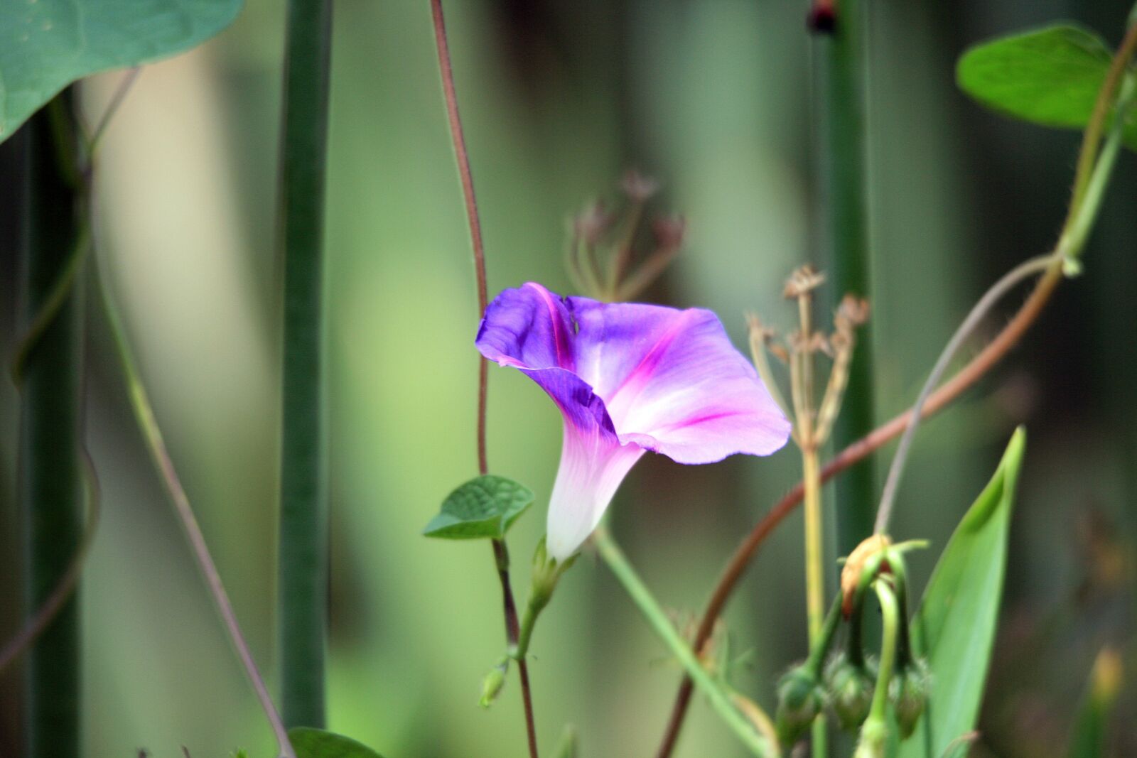Canon EOS 400D (EOS Digital Rebel XTi / EOS Kiss Digital X) sample photo. Pink morning glory flower photography