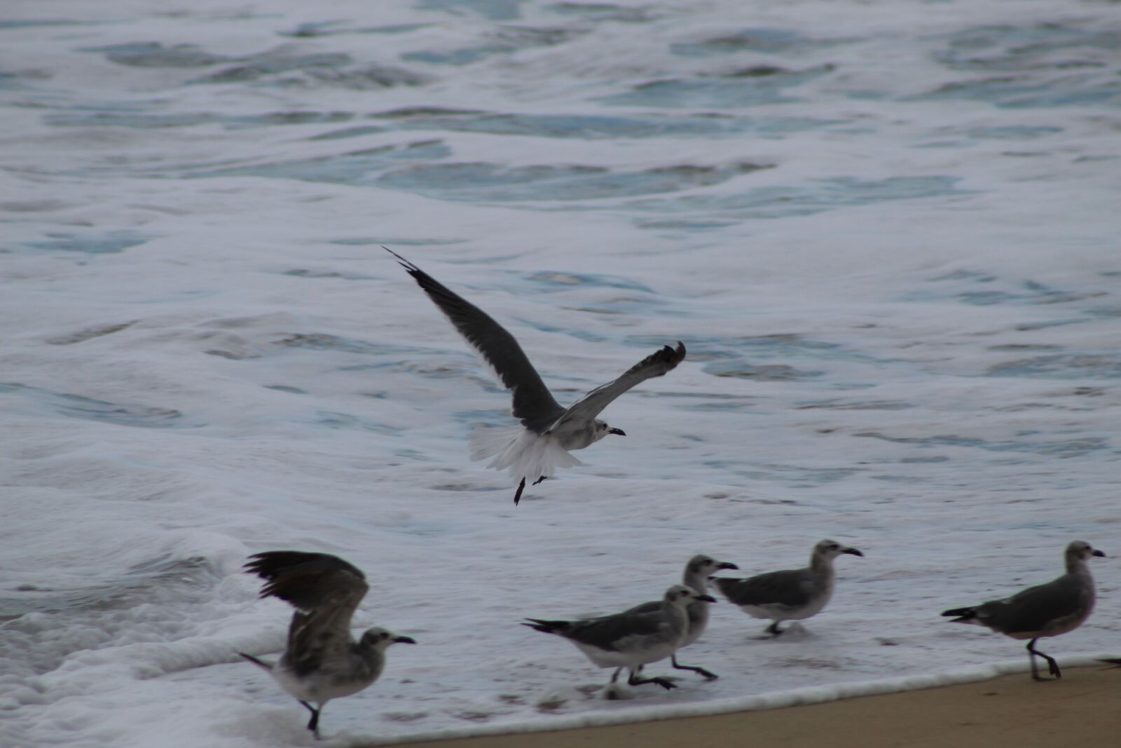 Canon EOS 1300D (EOS Rebel T6 / EOS Kiss X80) sample photo. Ave, birds, beach photography
