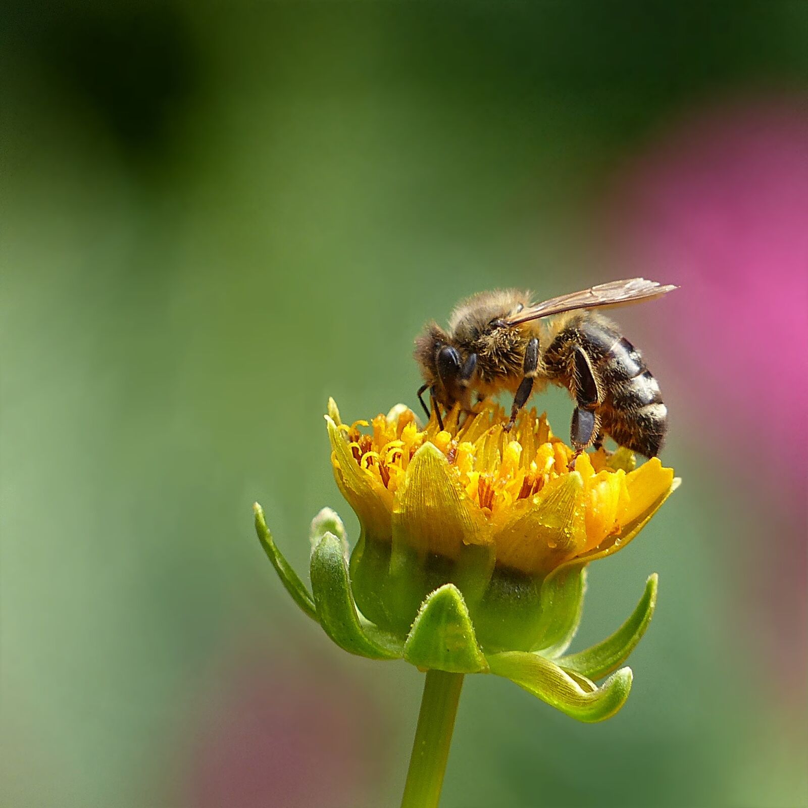 Panasonic Lumix DMC-FZ200 sample photo. Animal, insect, honey bee photography