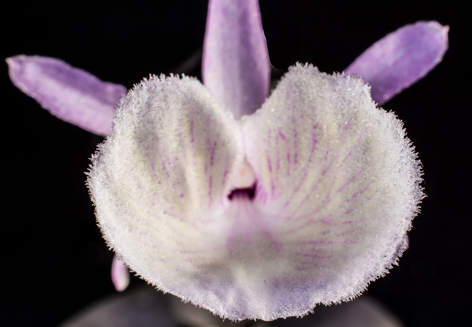Nikon D5200 sample photo. Wild orchid, orchid, white photography