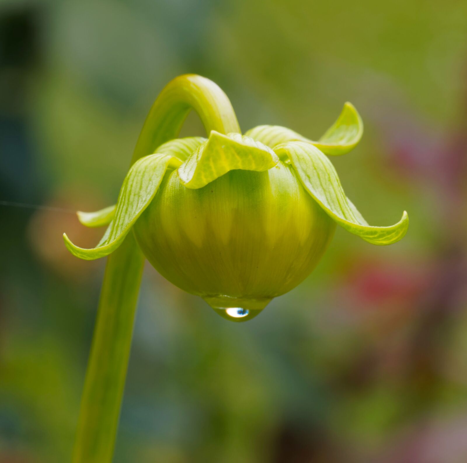 Olympus M.Zuiko Digital ED 60mm F2.8 Macro sample photo. Bud, dahlia, drop photography