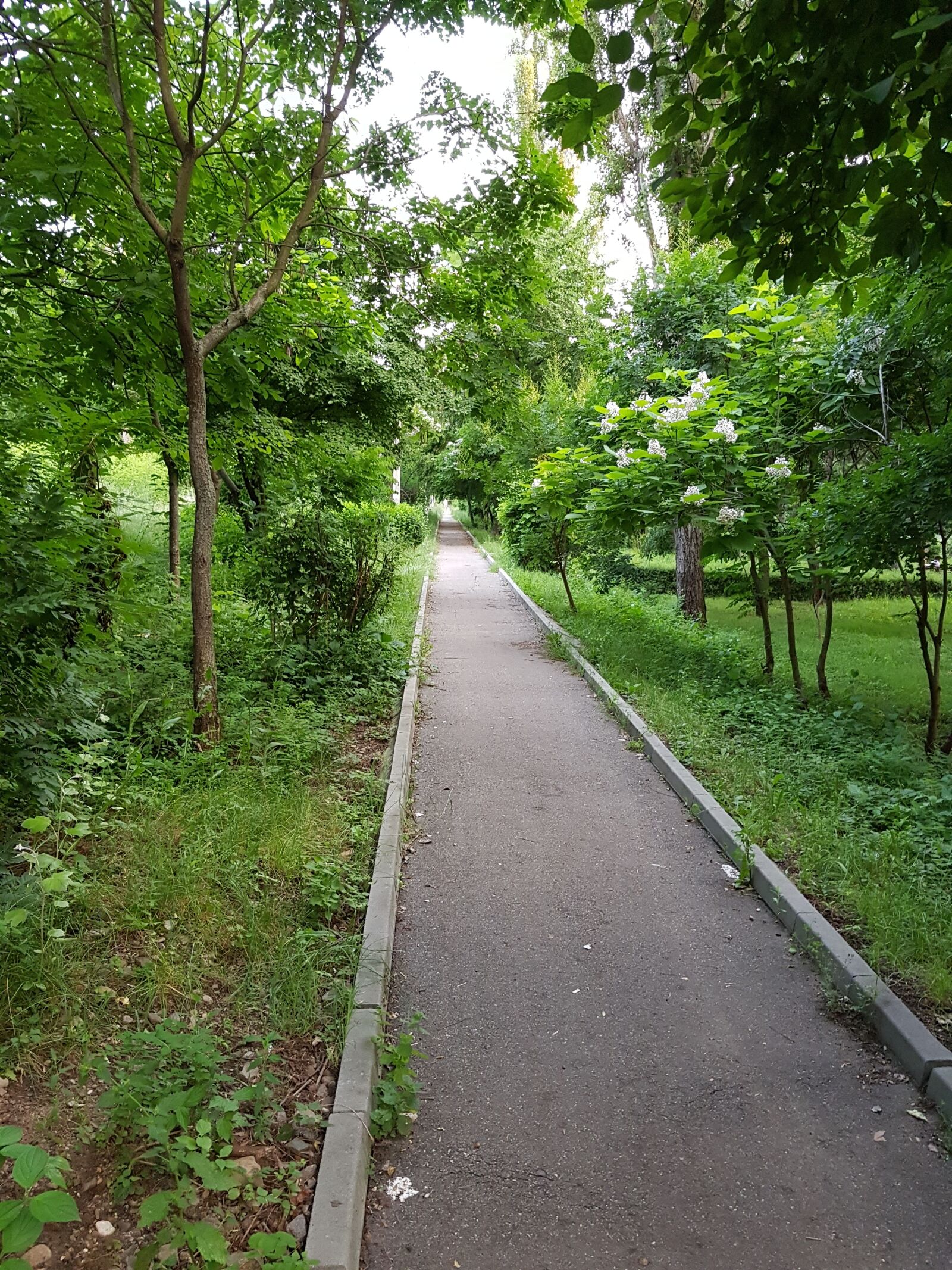 Samsung Galaxy S8+ sample photo. Park, nature, trees photography