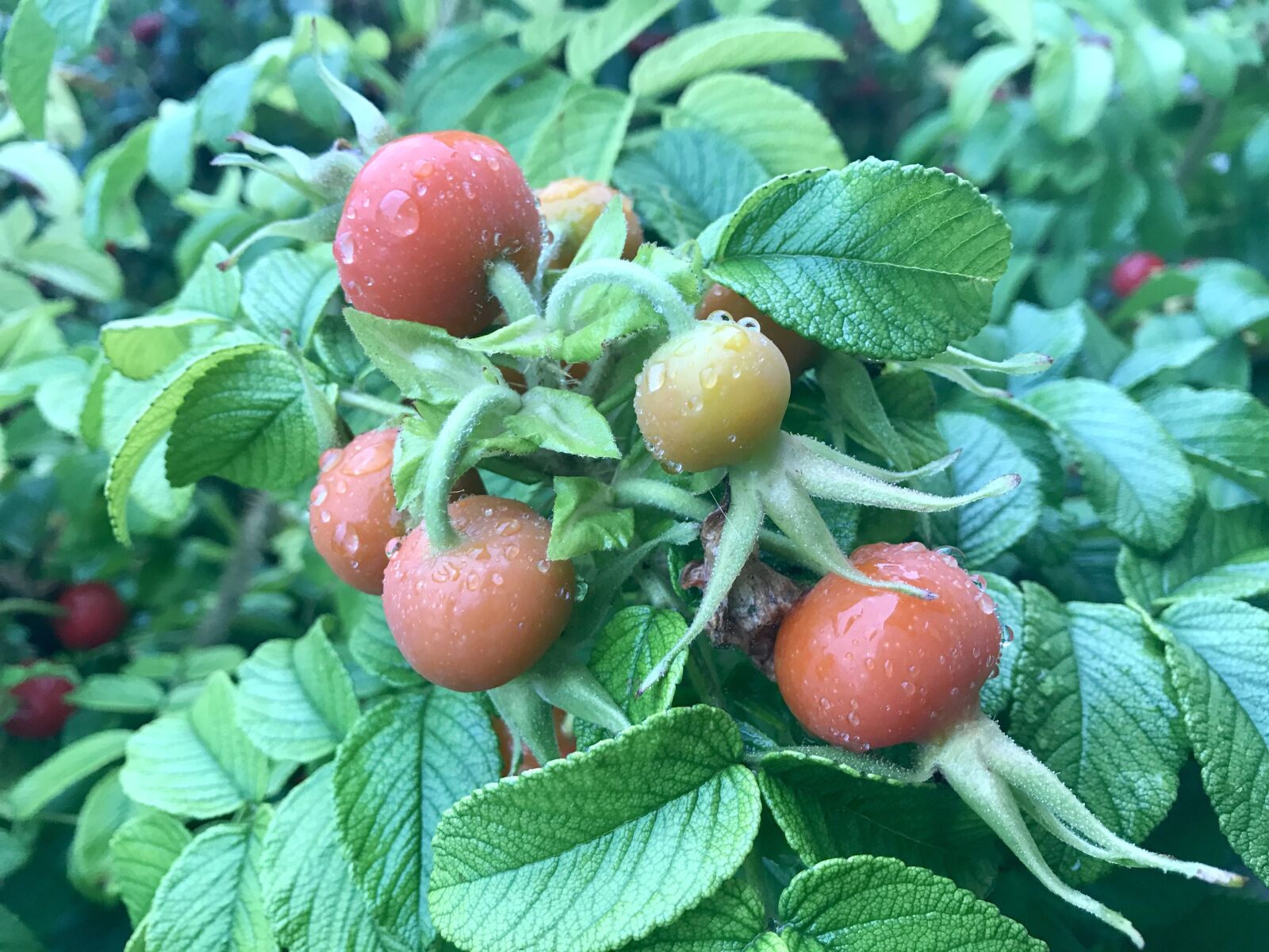 iPhone 7 back camera 3.99mm f/1.8 sample photo. Autumn, bush, red photography