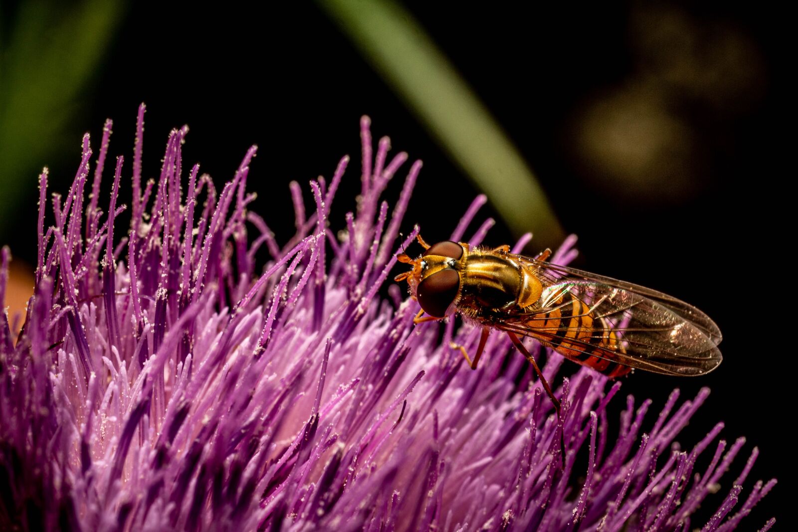 Sony SLT-A68 + MACRO 50mm F2.8 sample photo. Macro, insect, nature photography