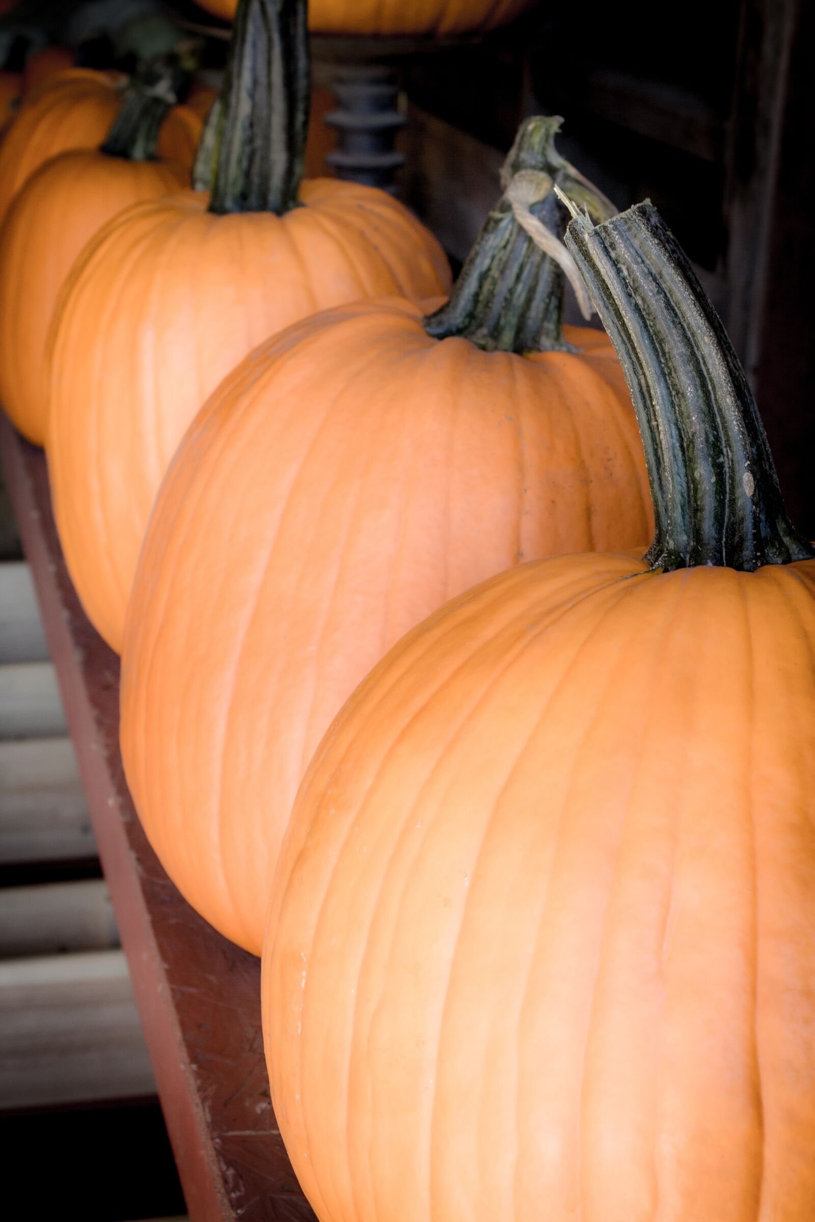 Canon EOS 1000D (EOS Digital Rebel XS / EOS Kiss F) sample photo. Halloween, pumpkins, autumn photography