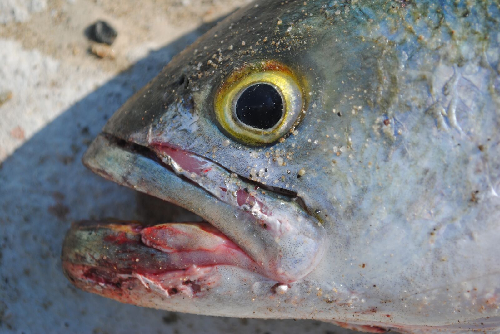 Nikon D3000 sample photo. Fish, fishing, animal photography
