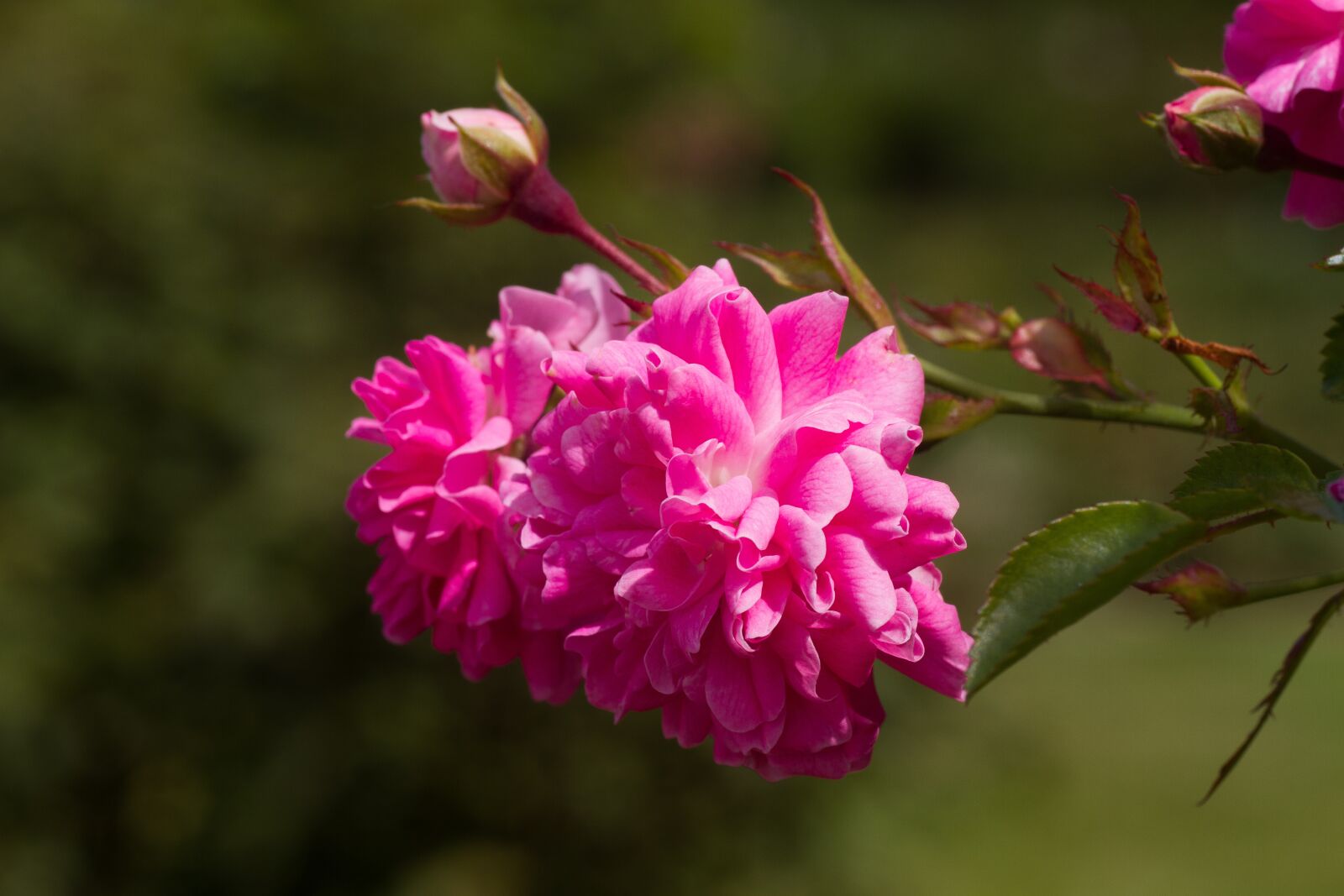 Tamron SP 90mm F2.8 Di VC USD 1:1 Macro sample photo. Roses, pink, red roses photography