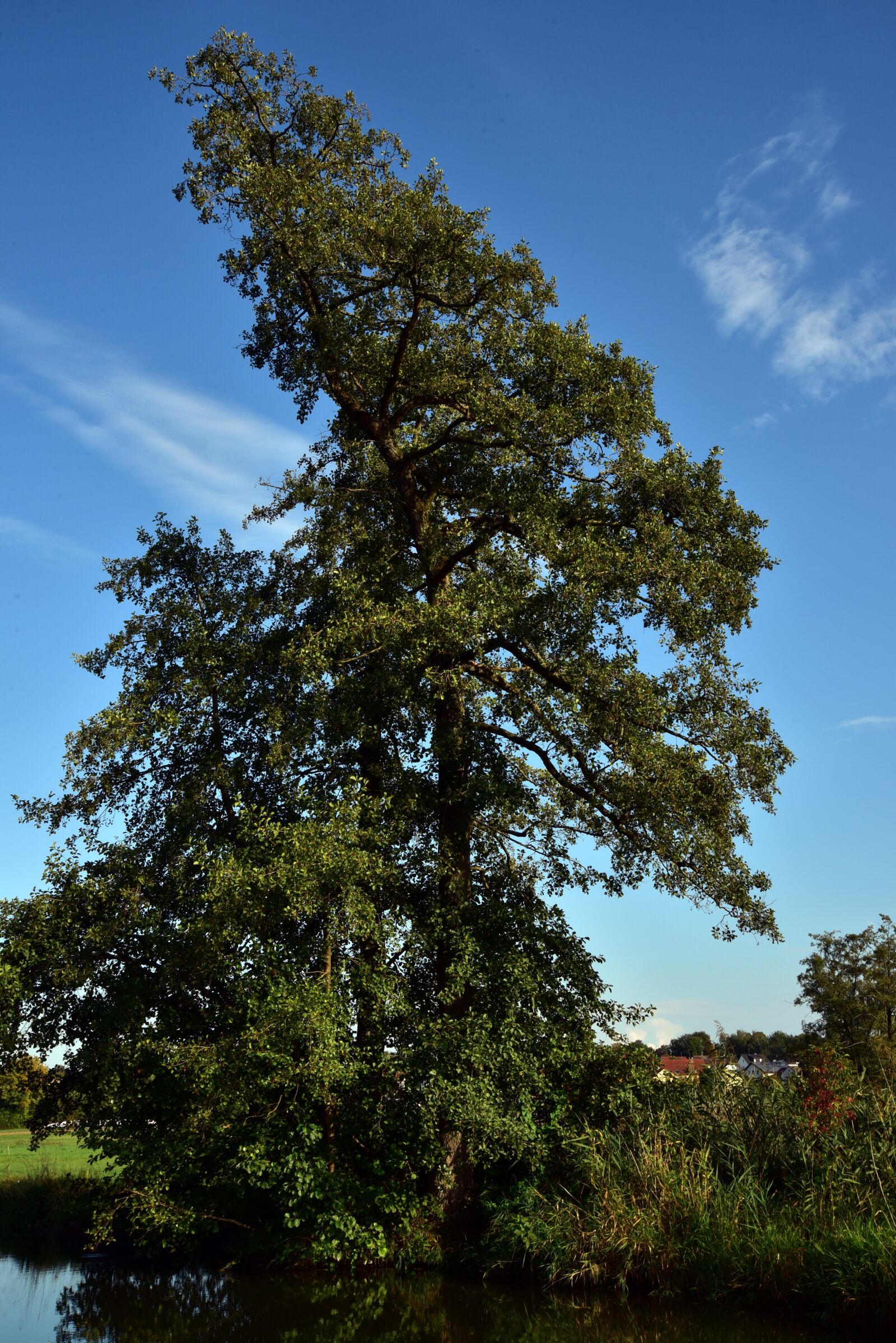 Nikon D750 sample photo. Tree, sky, individually photography