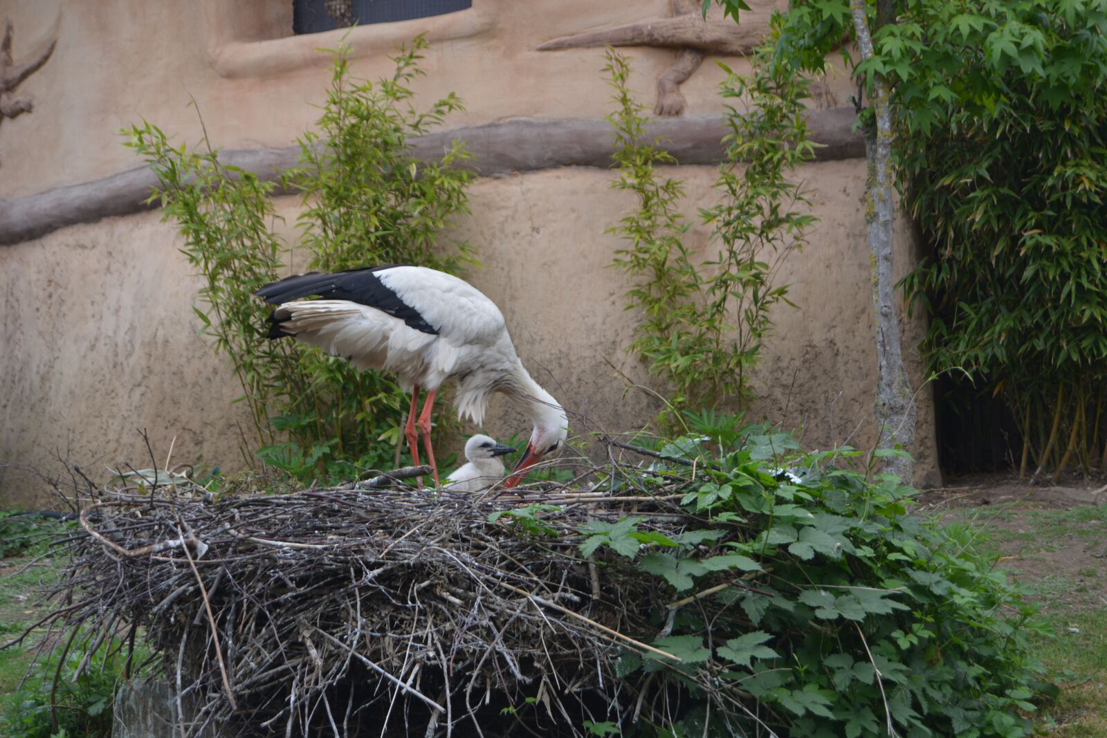 Nikon D5200 sample photo. Stork, nest, bird photography