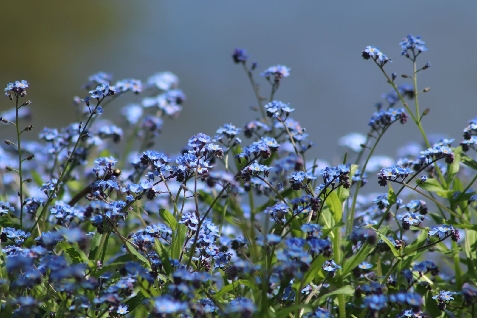 Canon EOS 800D (EOS Rebel T7i / EOS Kiss X9i) sample photo. Forget me not, flowers photography
