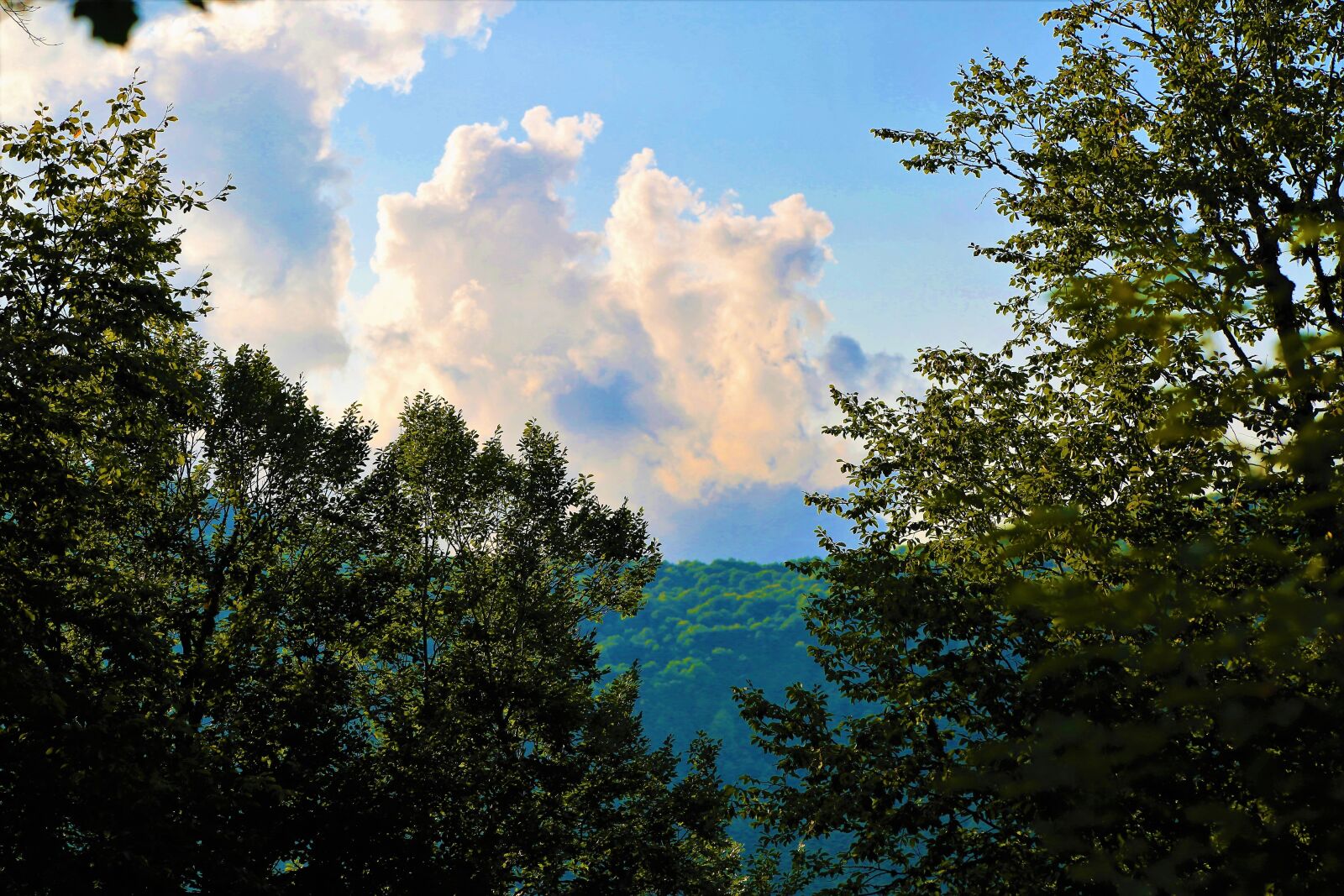 Canon EF 24-105mm F4L IS USM sample photo. Landscape, nature, forest photography