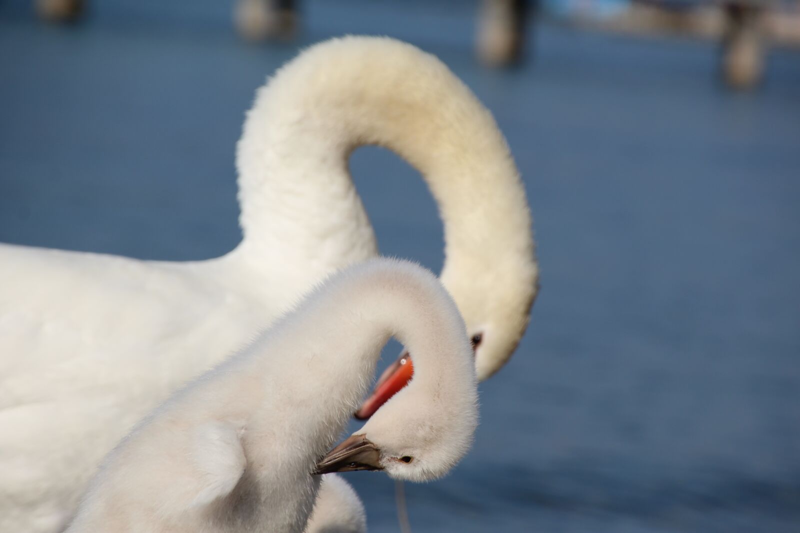 Canon EOS 1200D (EOS Rebel T5 / EOS Kiss X70 / EOS Hi) sample photo. Swan, neck, young swan photography