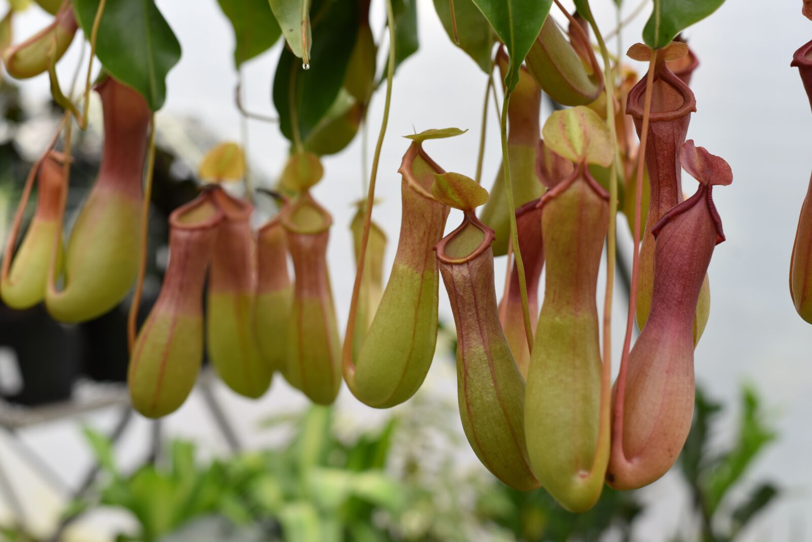 Nikon D750 sample photo. Pitcher plant, nepenthes alata photography