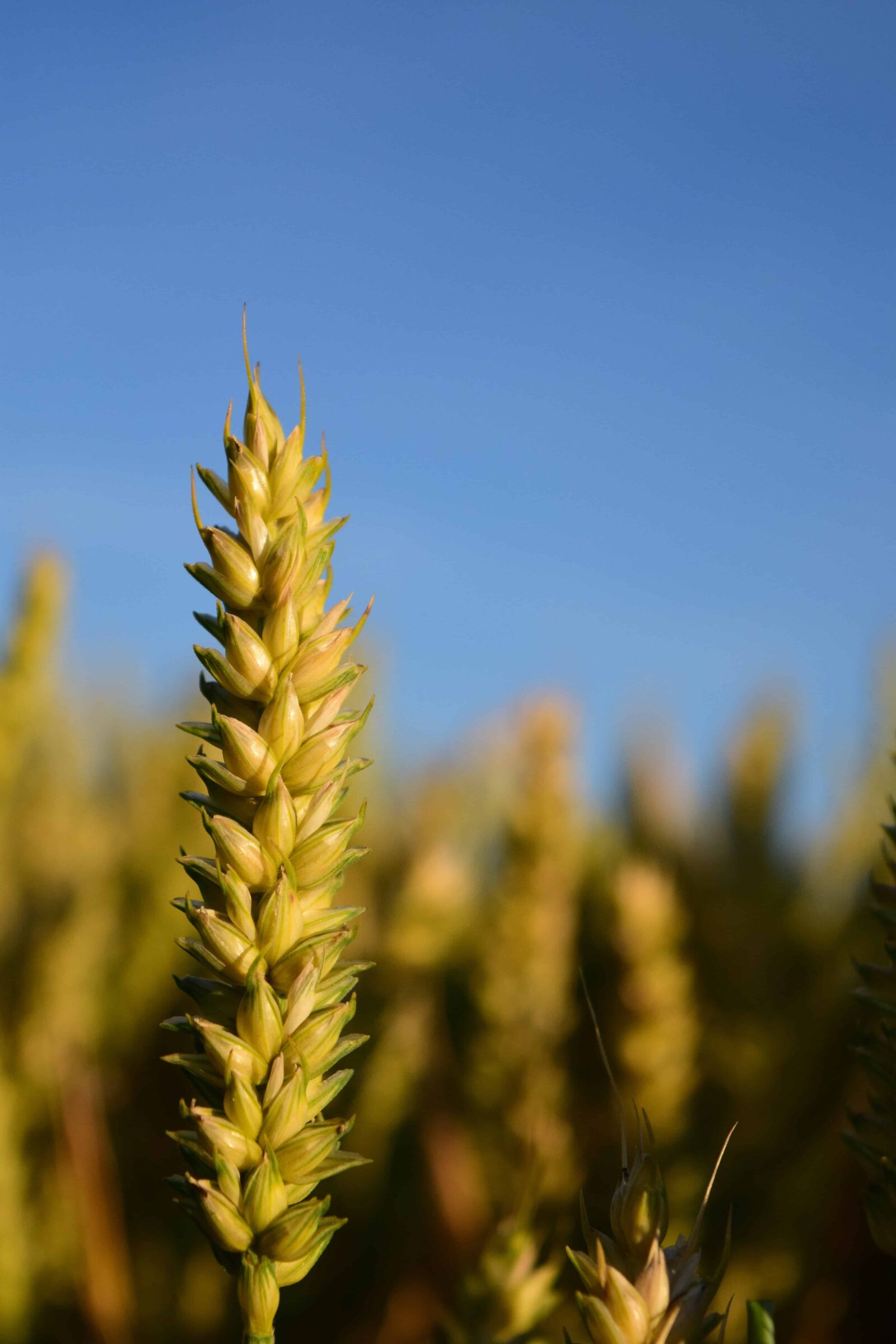 Nikon D3300 sample photo. Nature, summer, daylight, field photography