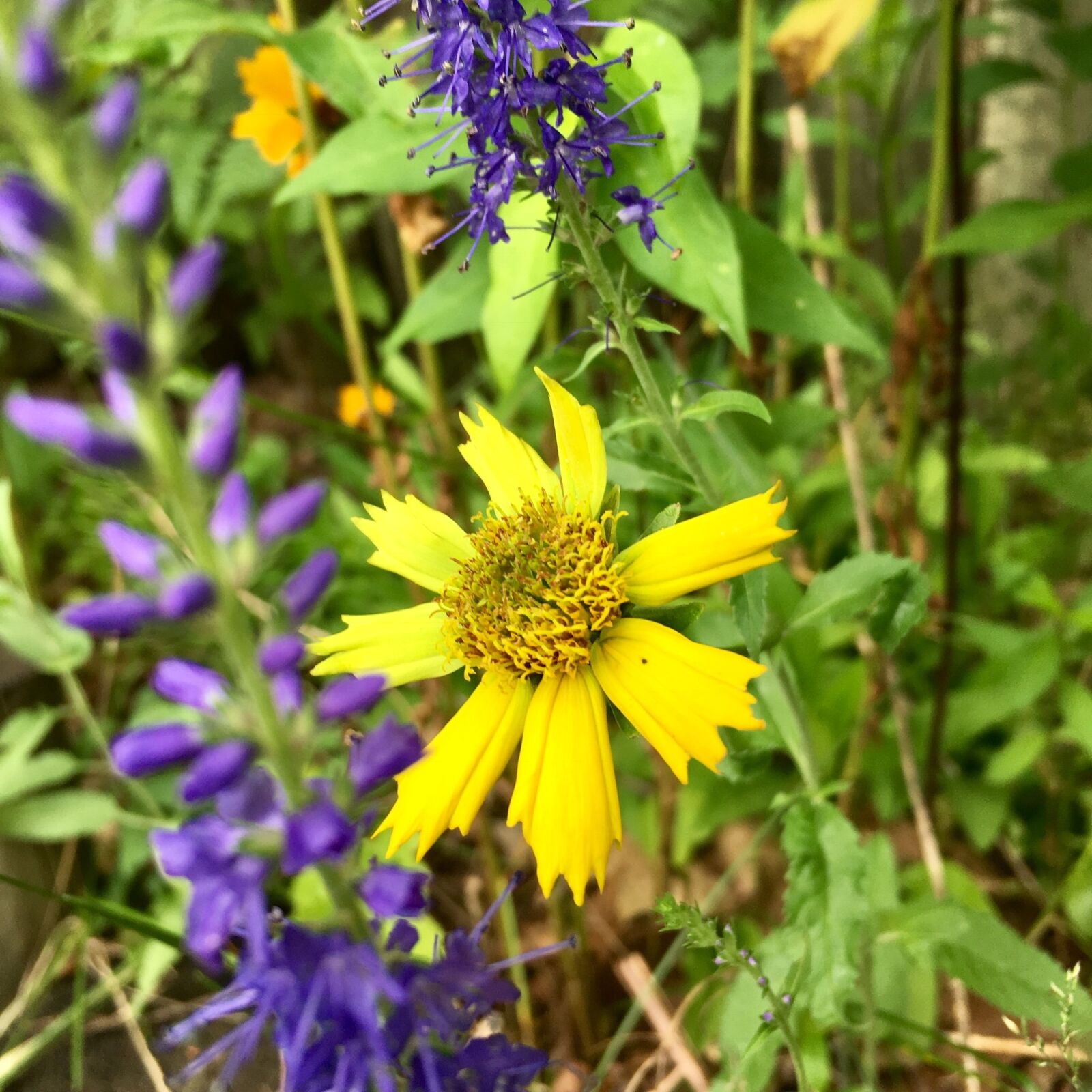 Apple iPhone 6s sample photo. Wild flower, garden, spring photography