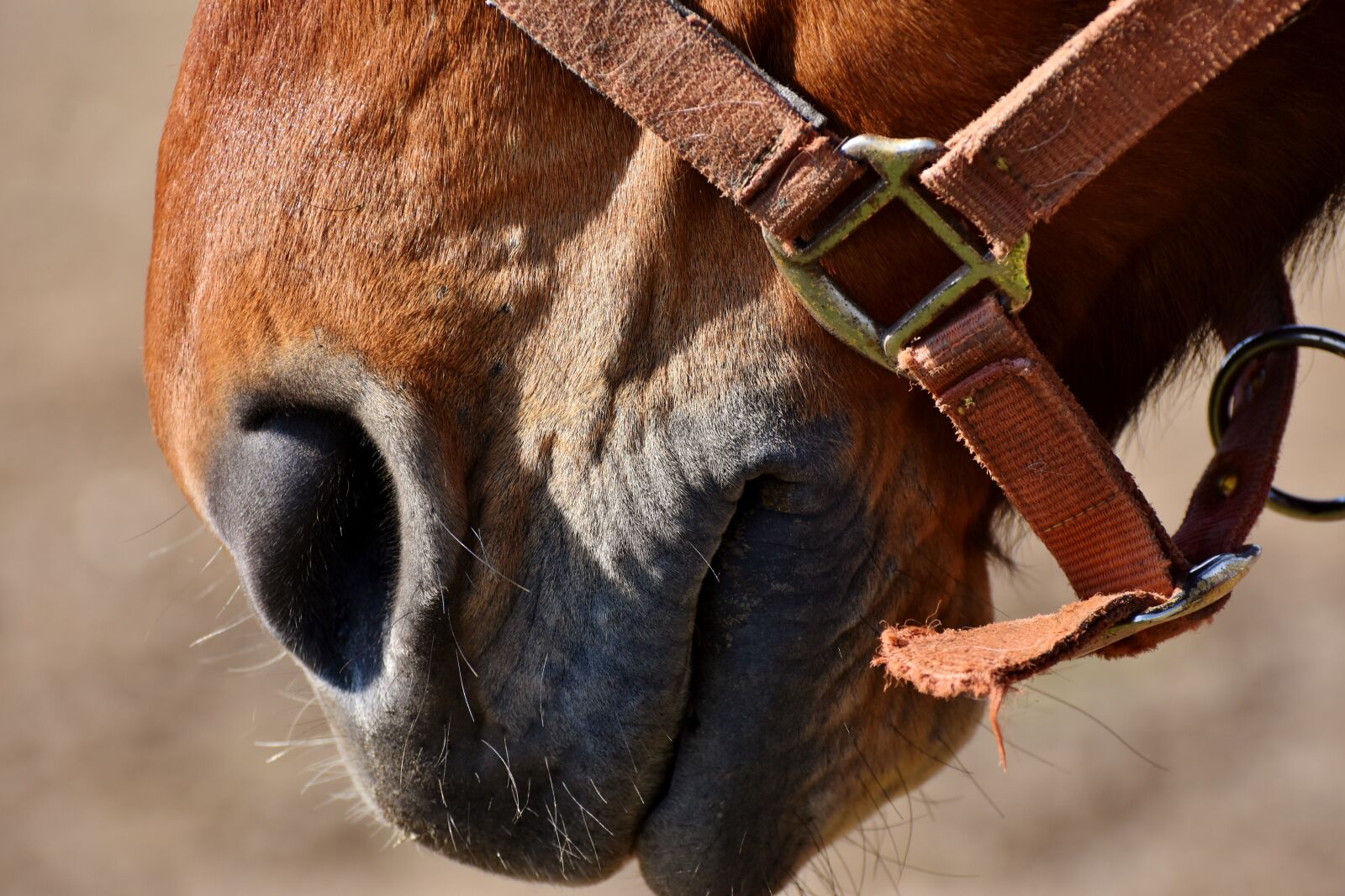 Nikon D7200 sample photo. Nostrils, horse head, horse photography