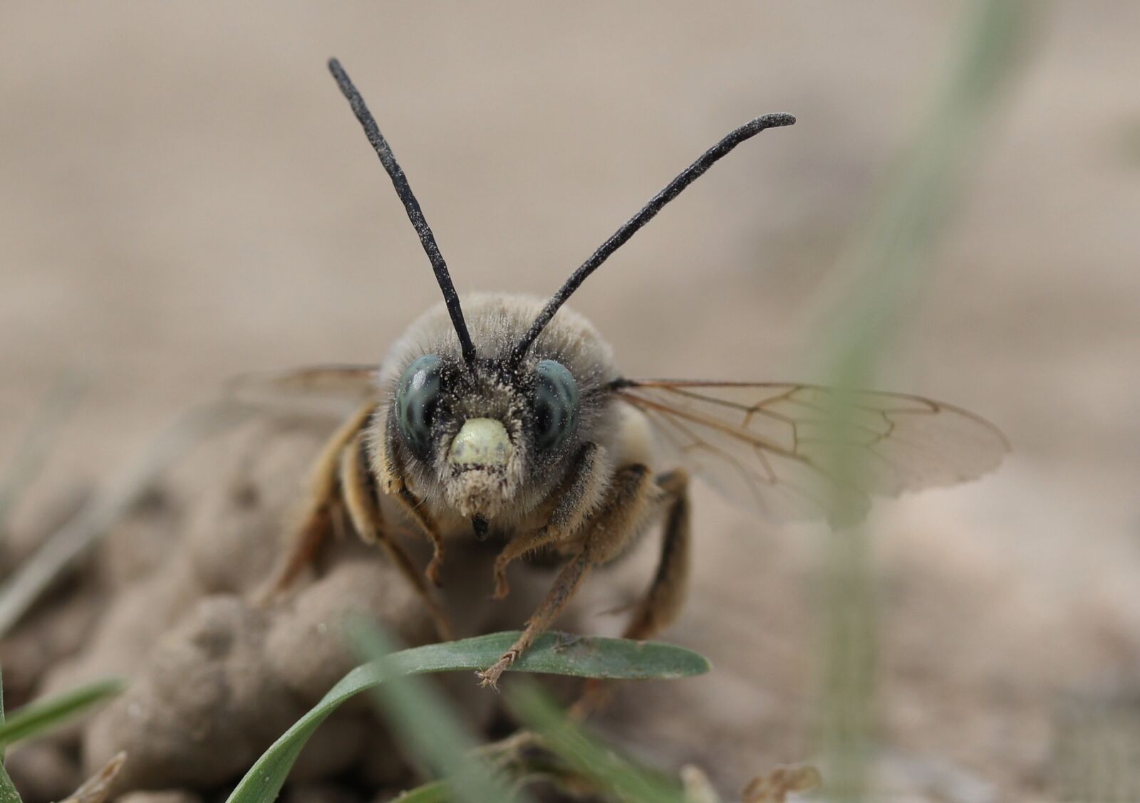 Canon EF-S 60mm F2.8 Macro USM sample photo. Bee, insecta, macro photography