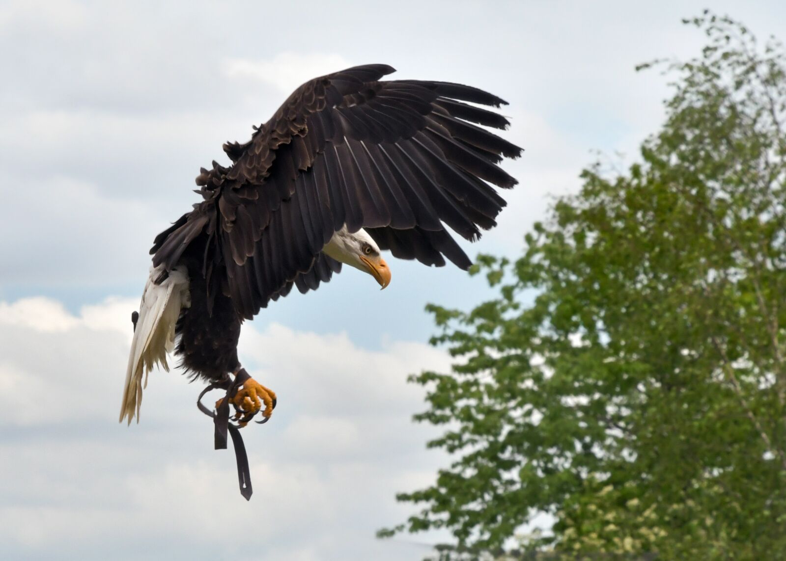 Nikon D500 sample photo. Eagle, flight, landing photography