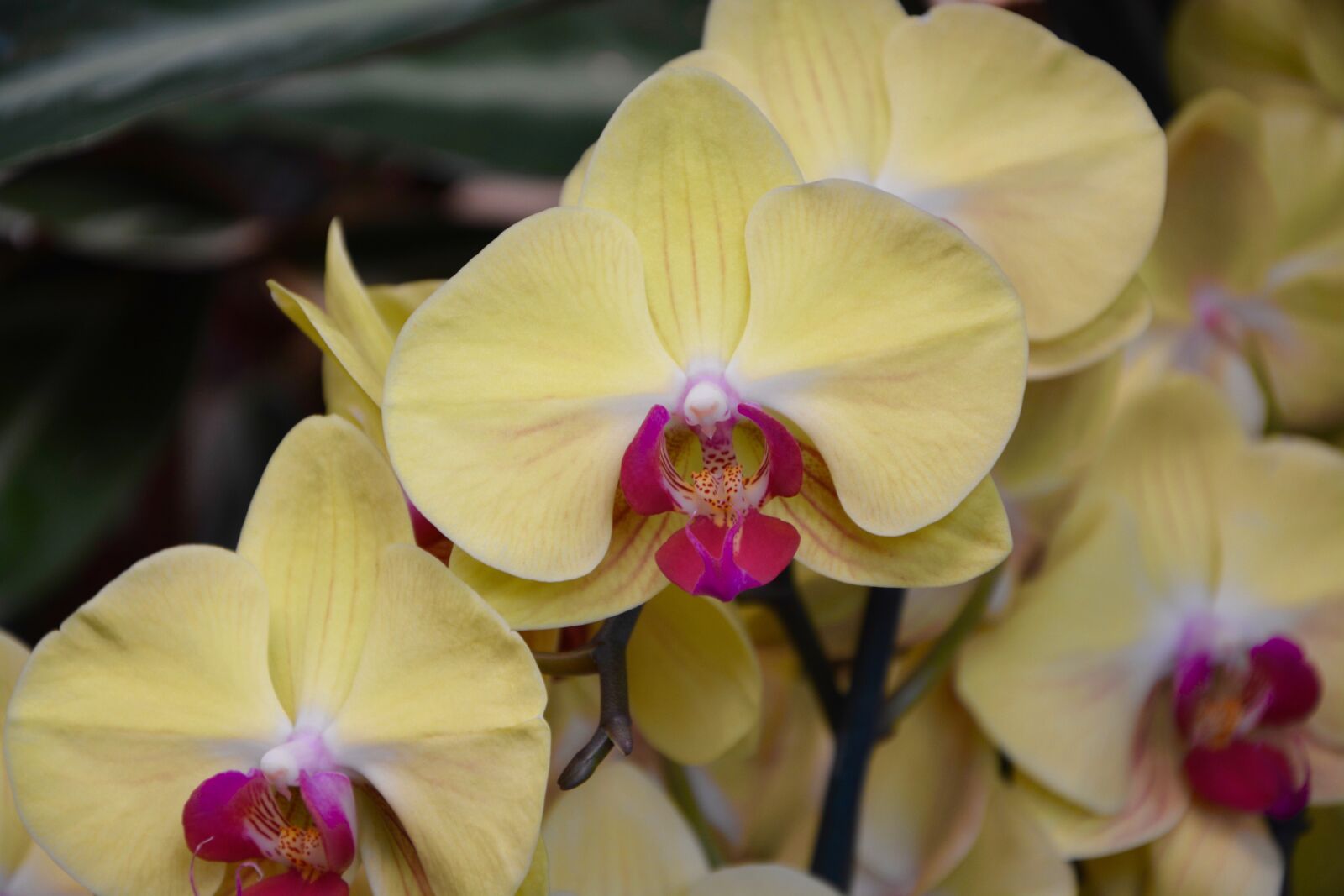 Nikon D5200 sample photo. Flower, yellow orchid, gift photography