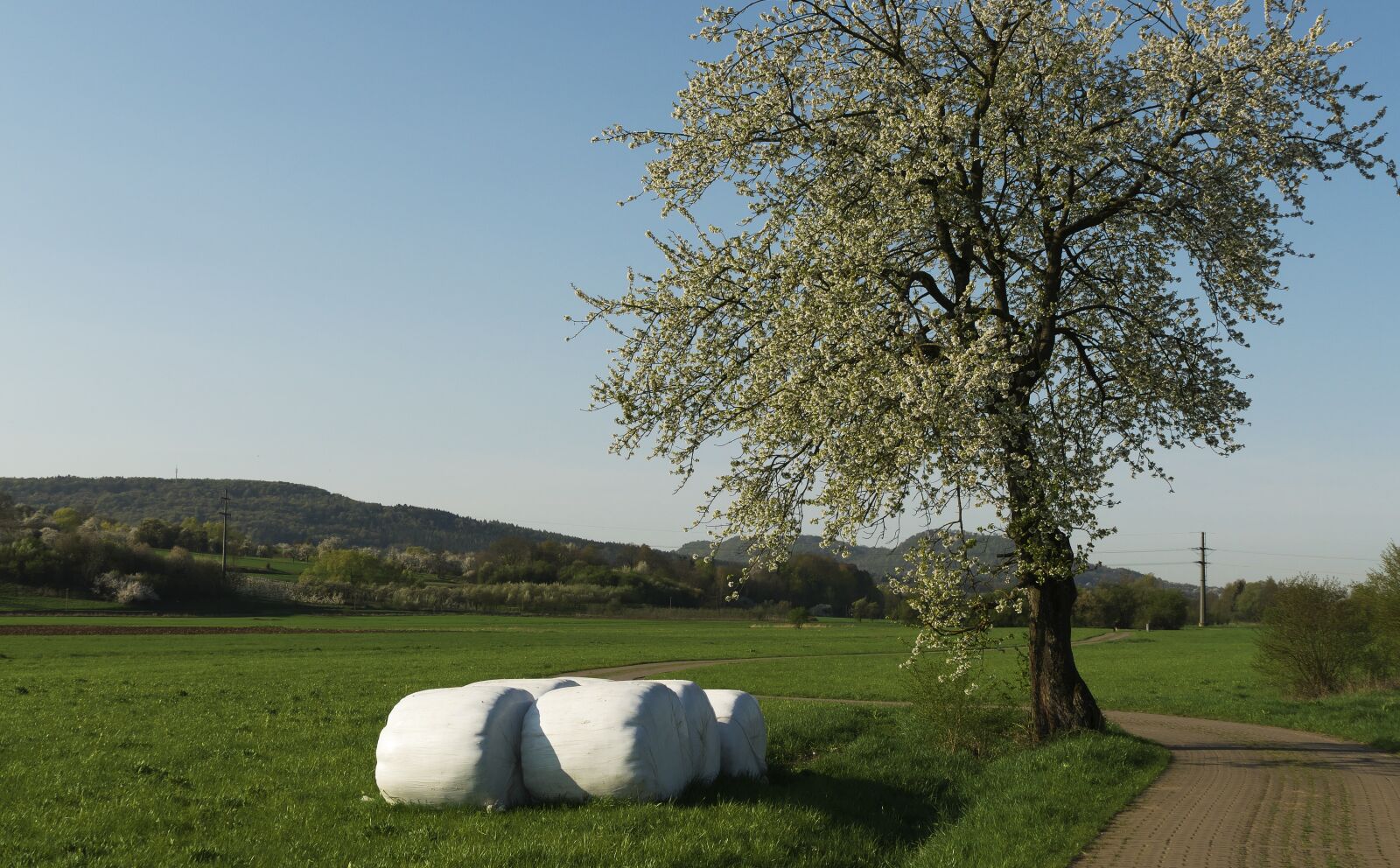 Panasonic Lumix DMC-FZ1000 sample photo. Tree, bale, flowers photography