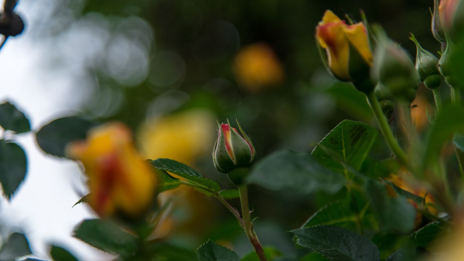 Nikon D850 sample photo. Rose, the puck, orange photography