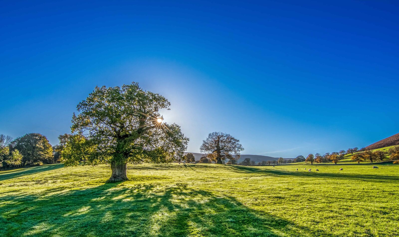 Nikon D7100 sample photo. Blue sky, tree, countryside photography
