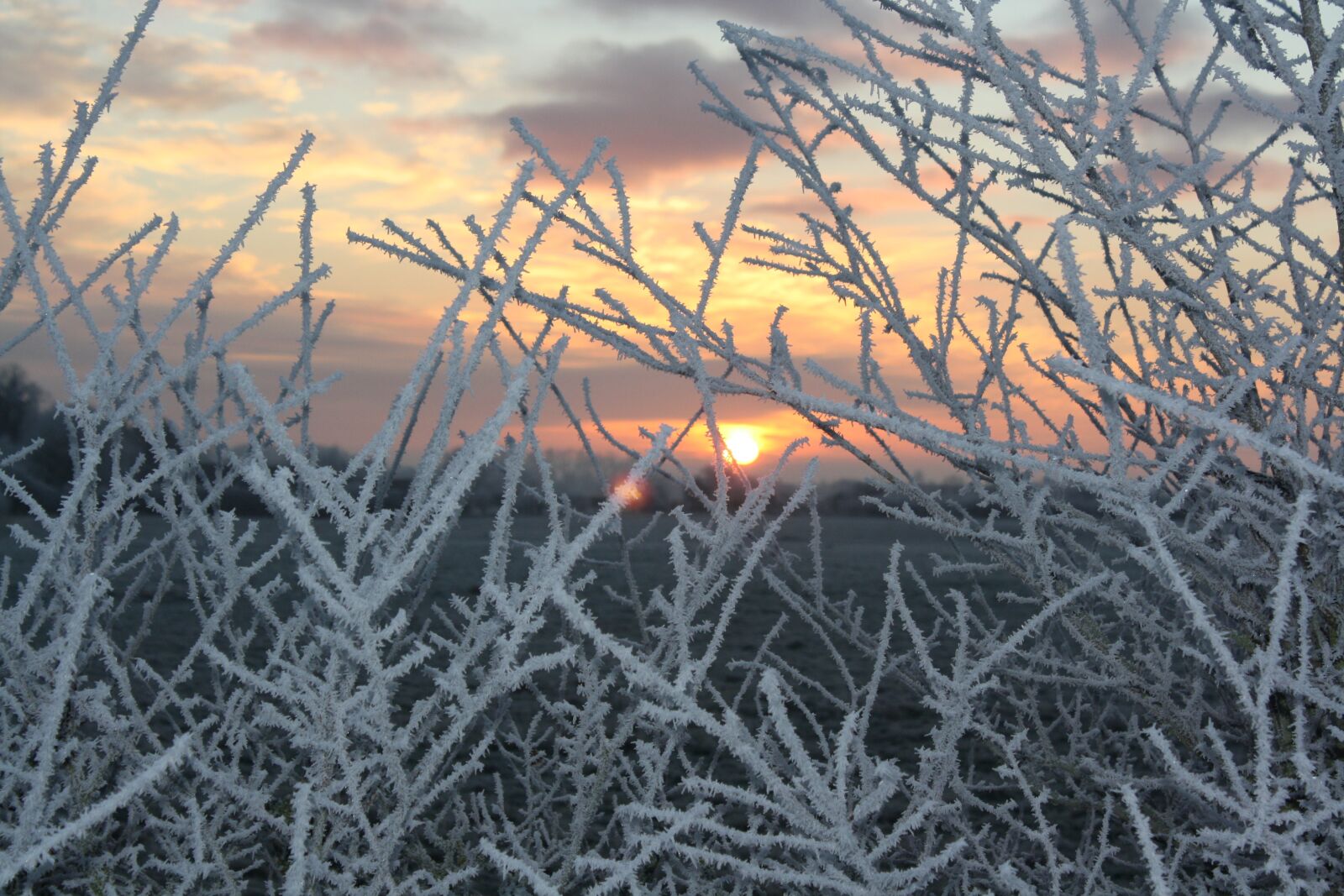 Canon EOS 1000D (EOS Digital Rebel XS / EOS Kiss F) sample photo. Winter, frost, sunset photography