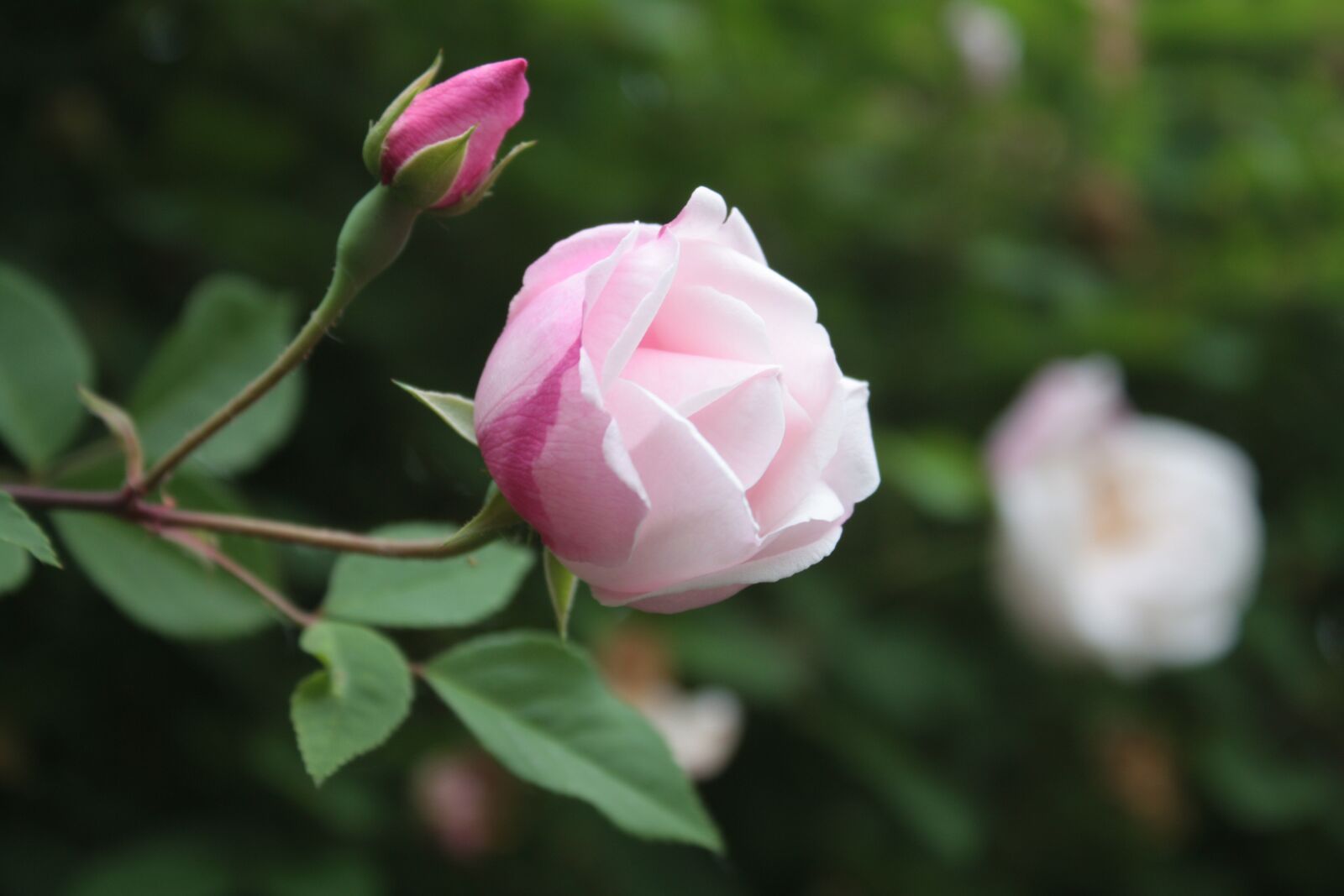 Canon EOS 450D (EOS Rebel XSi / EOS Kiss X2) sample photo. Rose, rose bloom, pink photography