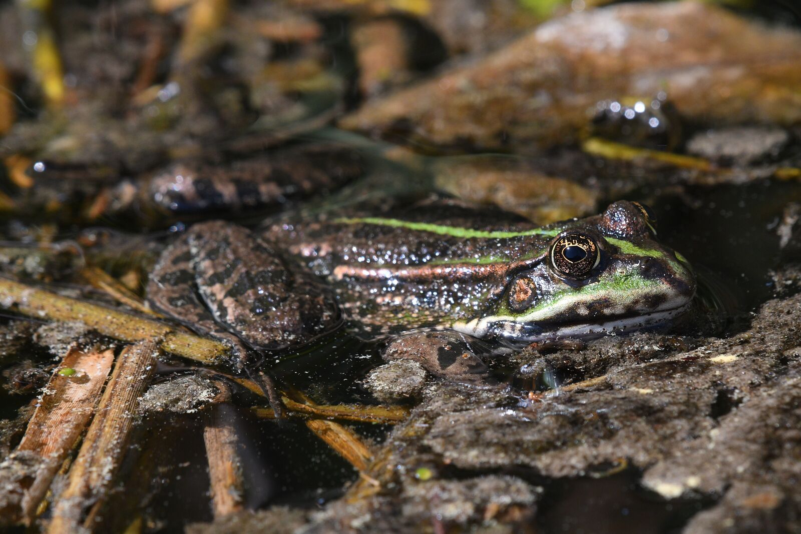 Nikon D500 sample photo. Frog, amphibian, nature photography