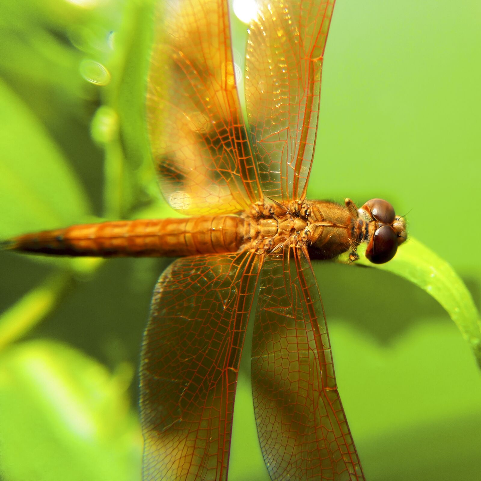 HUAWEI H60-L01 sample photo. Dragonfly, green, animal photography