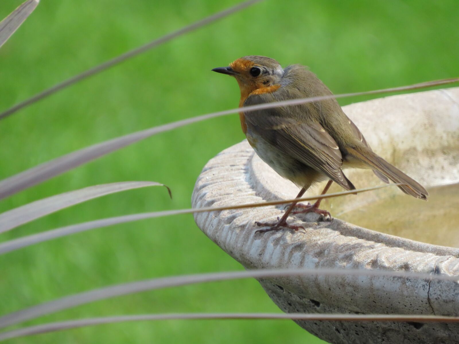 Canon PowerShot SX540 HS sample photo. Robin, bird, garden photography