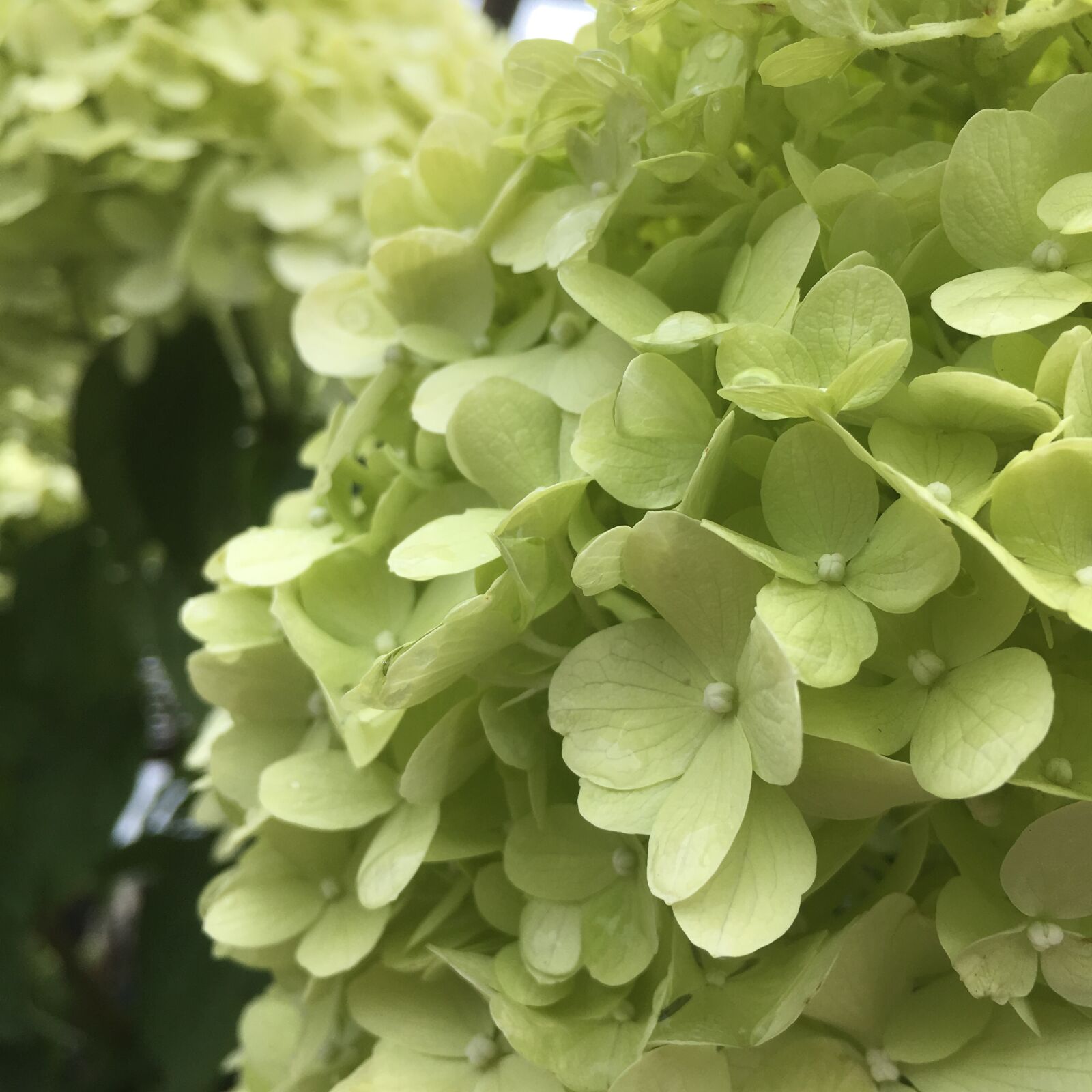 iPhone SE back camera 4.15mm f/2.2 sample photo. Hydrangea, white, blossom photography