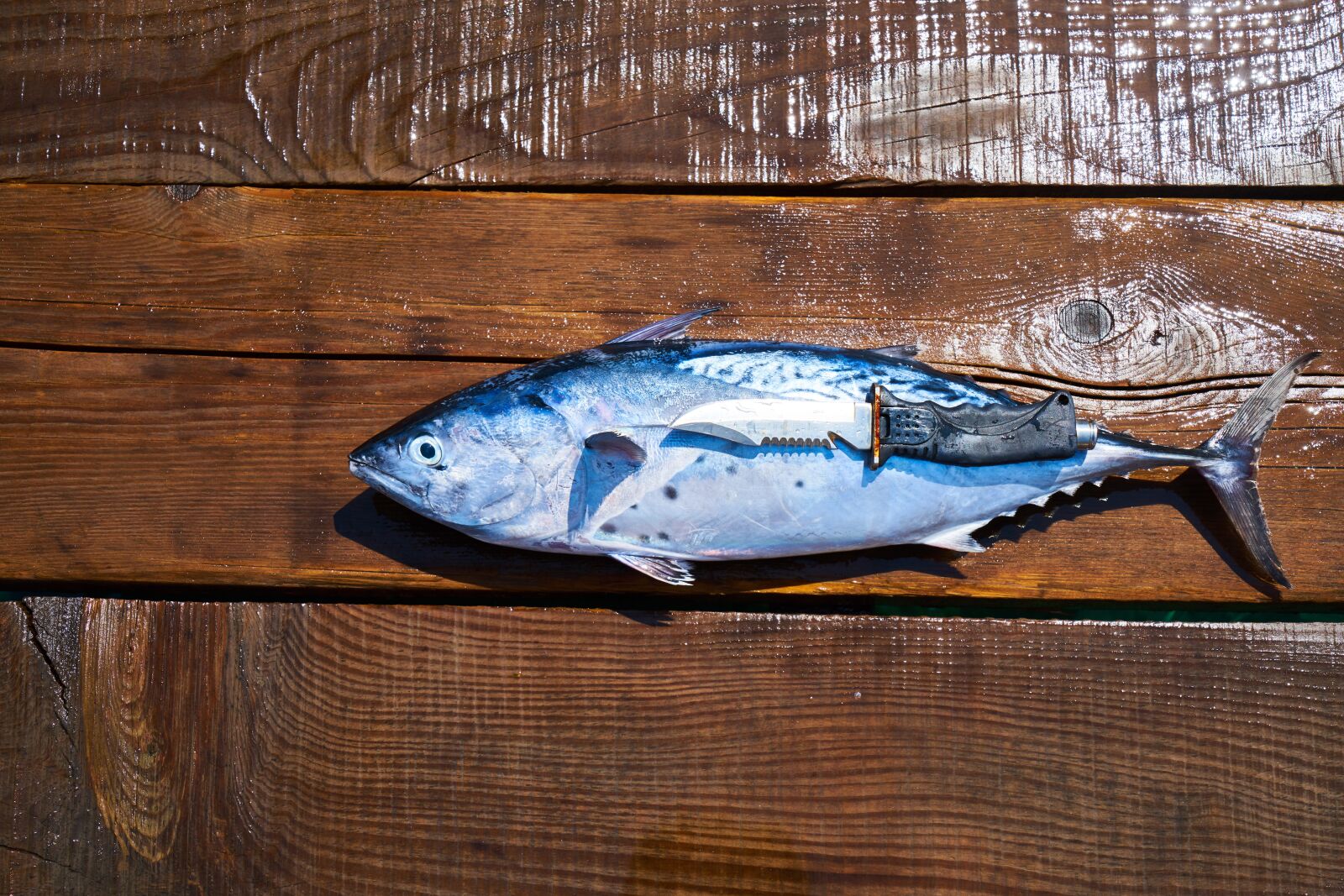 Sony a7R II sample photo. Fish, knife, hack photography