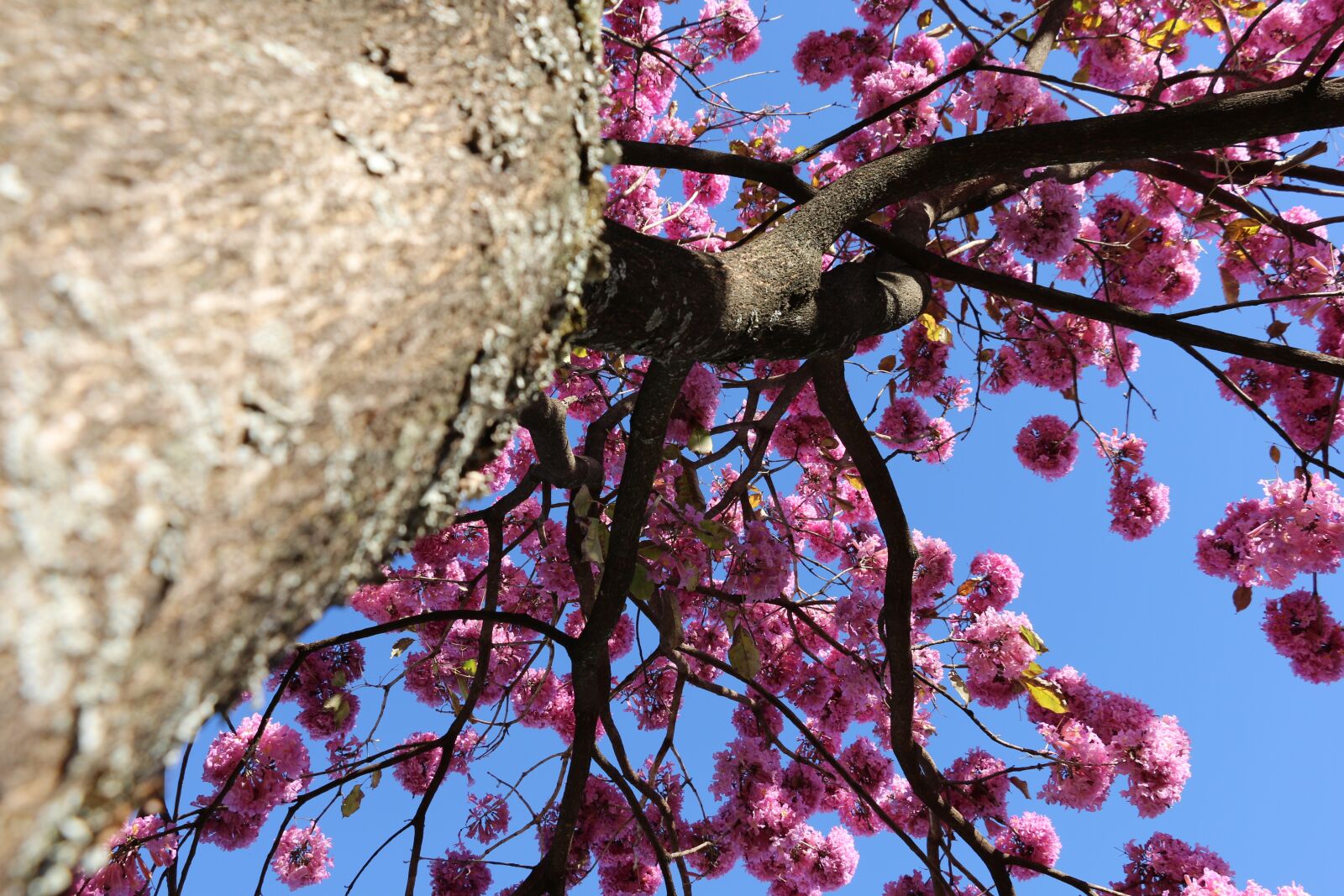 Canon EOS 70D sample photo. Trees, pink, blossom photography