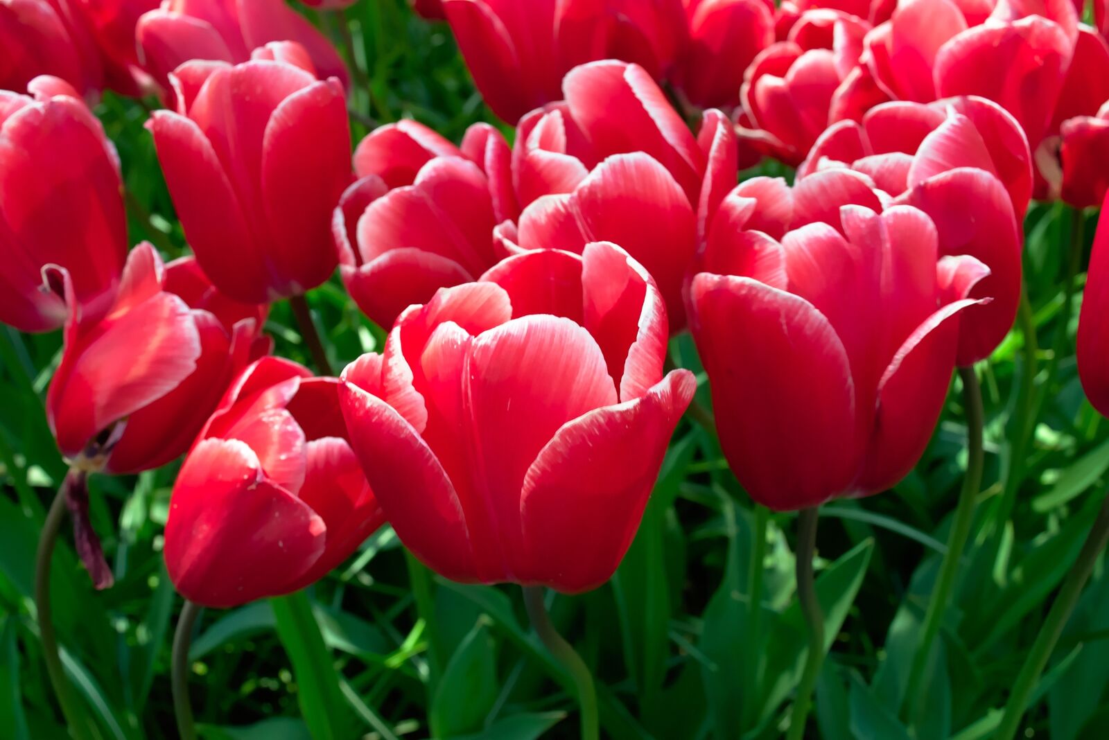 Nikon D5300 sample photo. Tulips, close up, pink photography