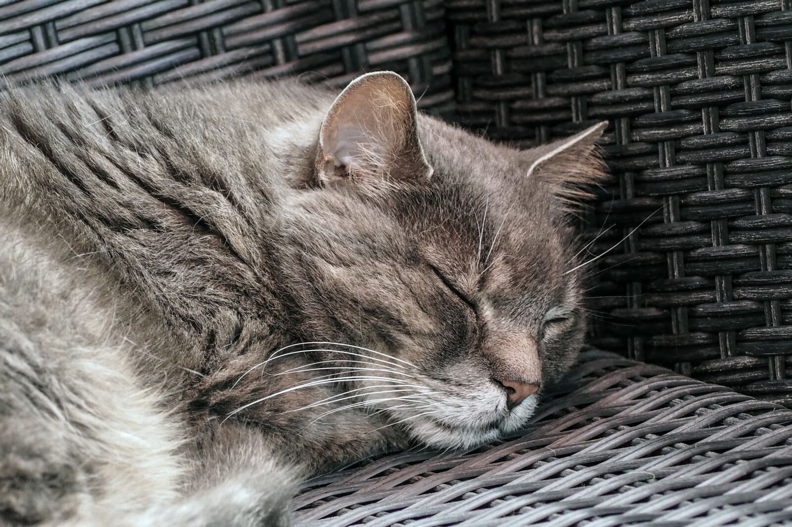 Olympus OM-D E-M10 sample photo. Cat, domestic cat, sleep photography