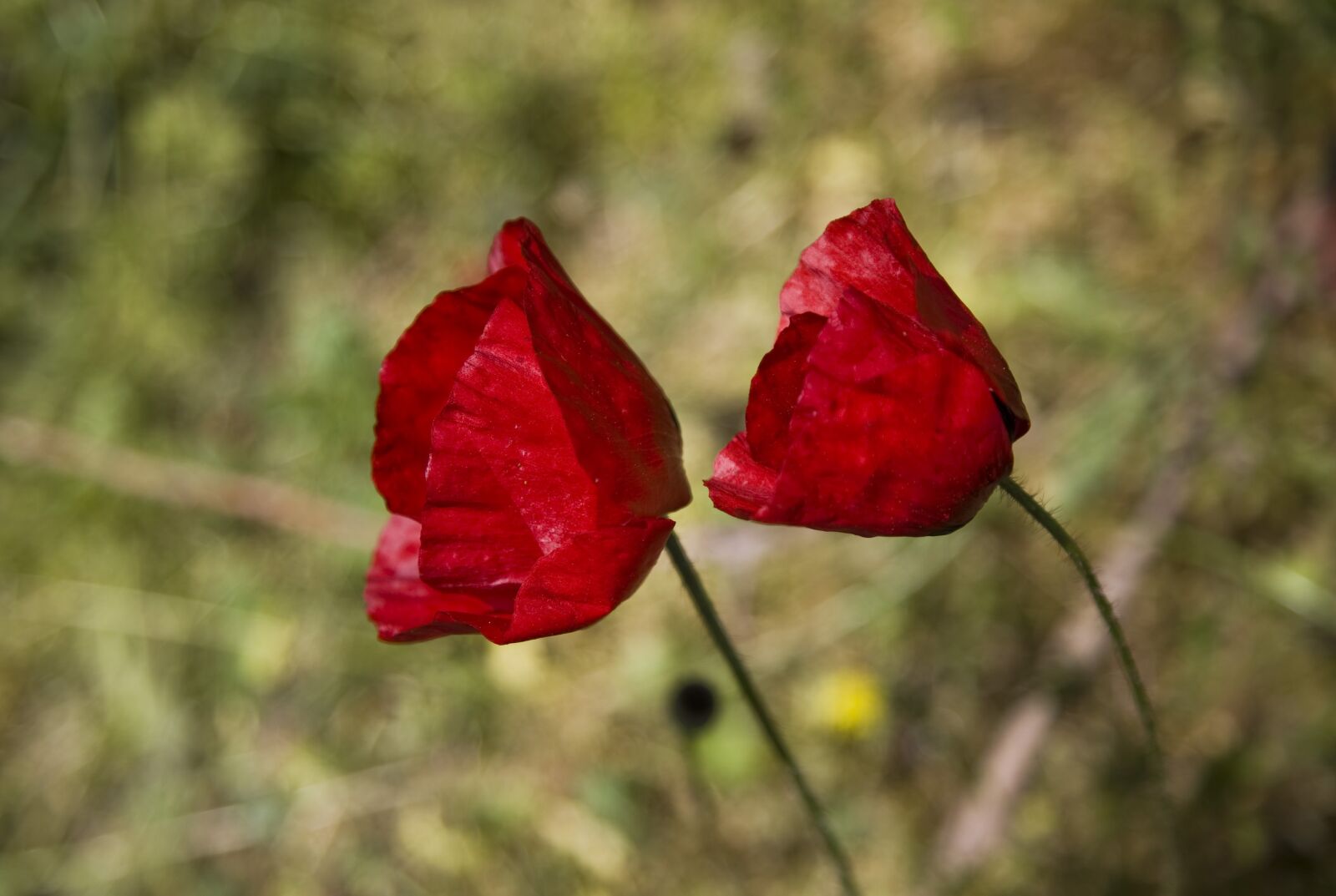Canon EOS 5D sample photo. Flower, papaver rhoeas, nature photography