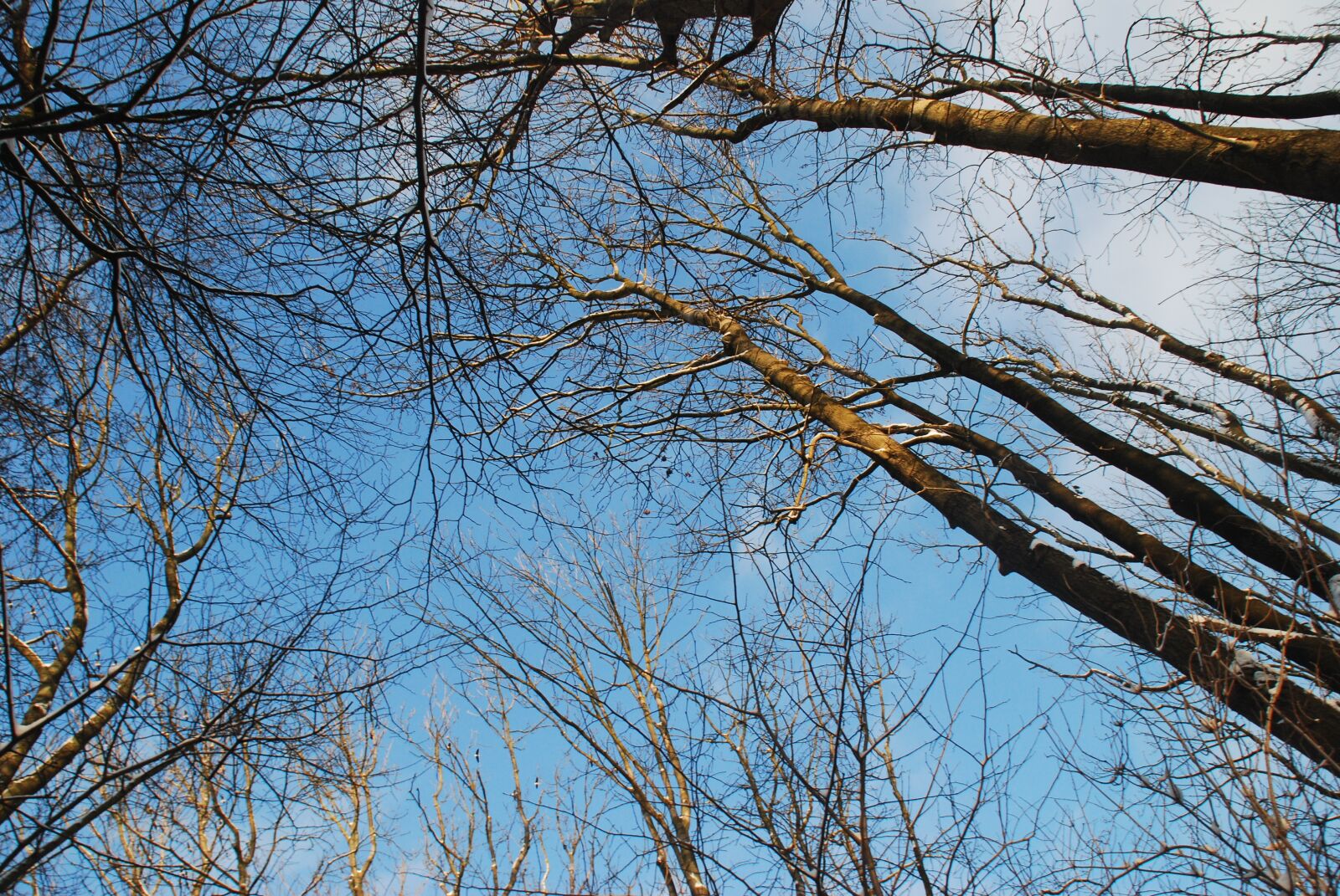 Nikon D80 sample photo. Clouds, trees, winter photography