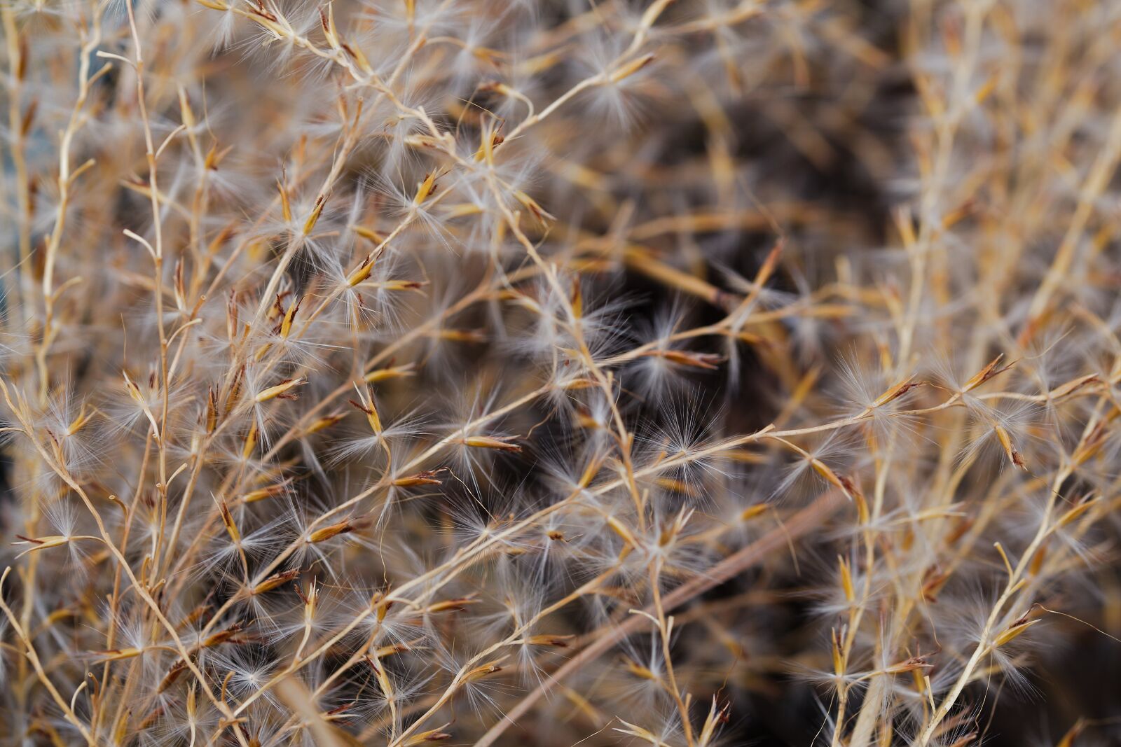 Canon EOS 6D sample photo. Dry, nature, plant photography