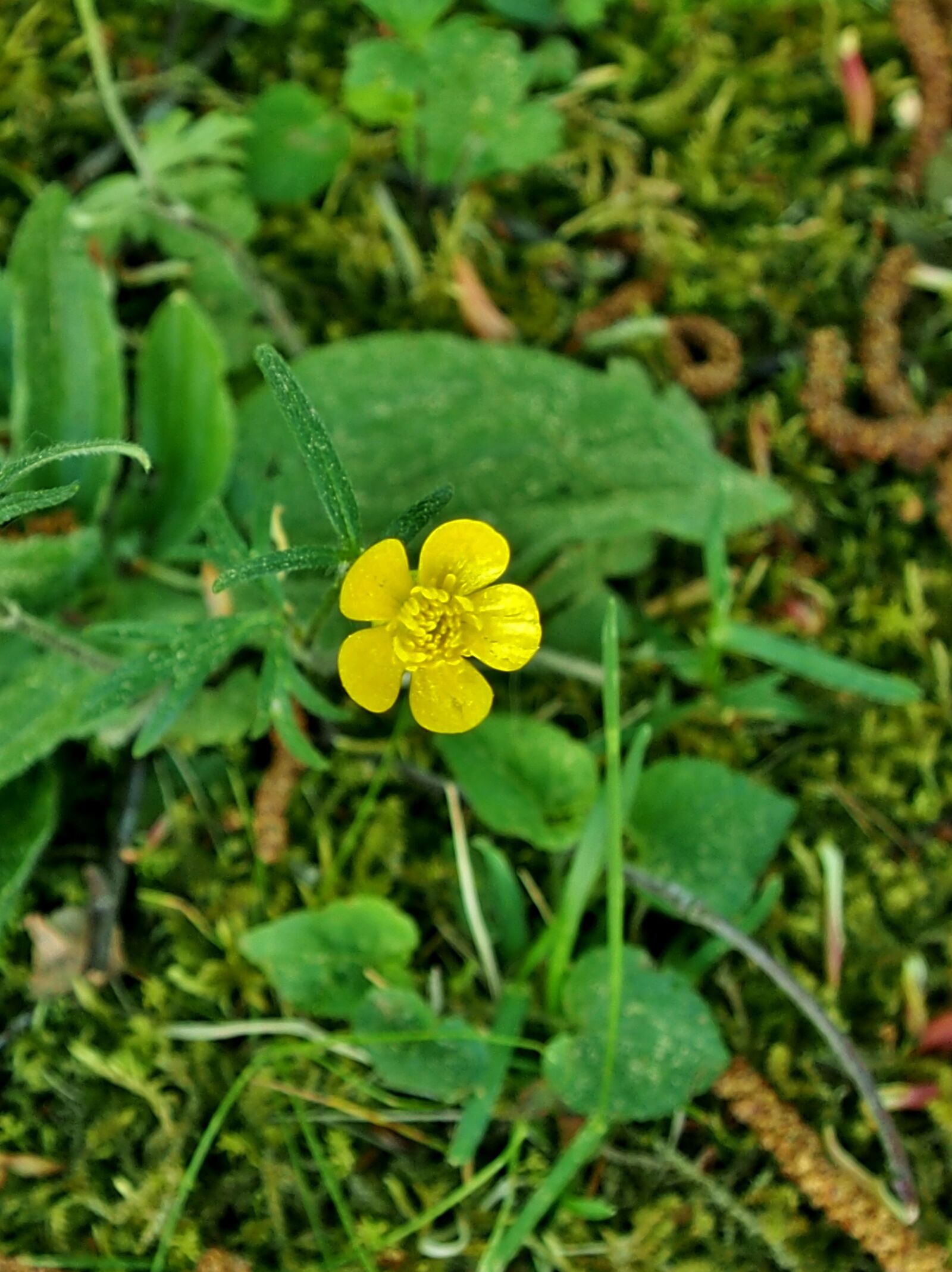 Olympus OM-D E-M5 sample photo. Buttercup, yellow, pointed flower photography