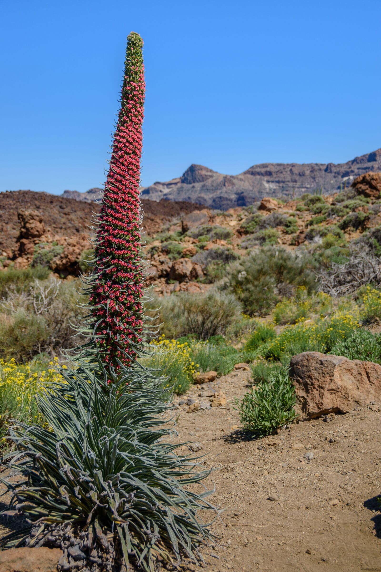 Nikon D5500 sample photo. Tajinaste tenerife, plant, canary photography