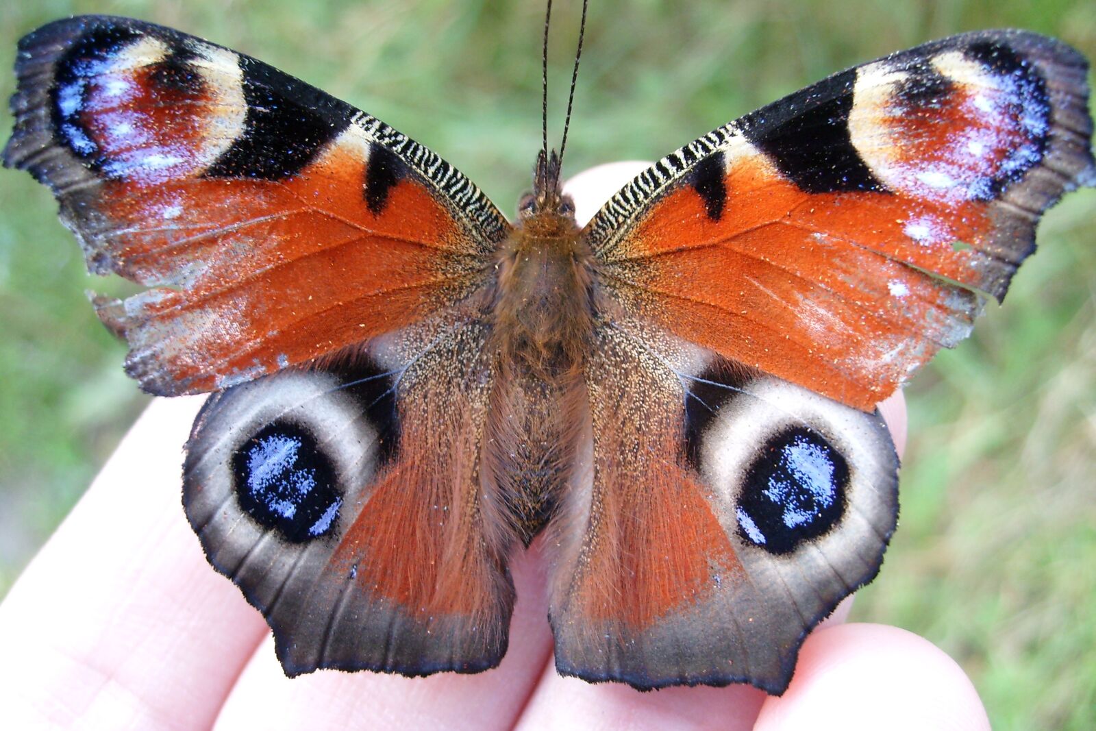 Samsung KENOX S730  / Samsung S730 sample photo. Butterfly, beautiful, closeup photography