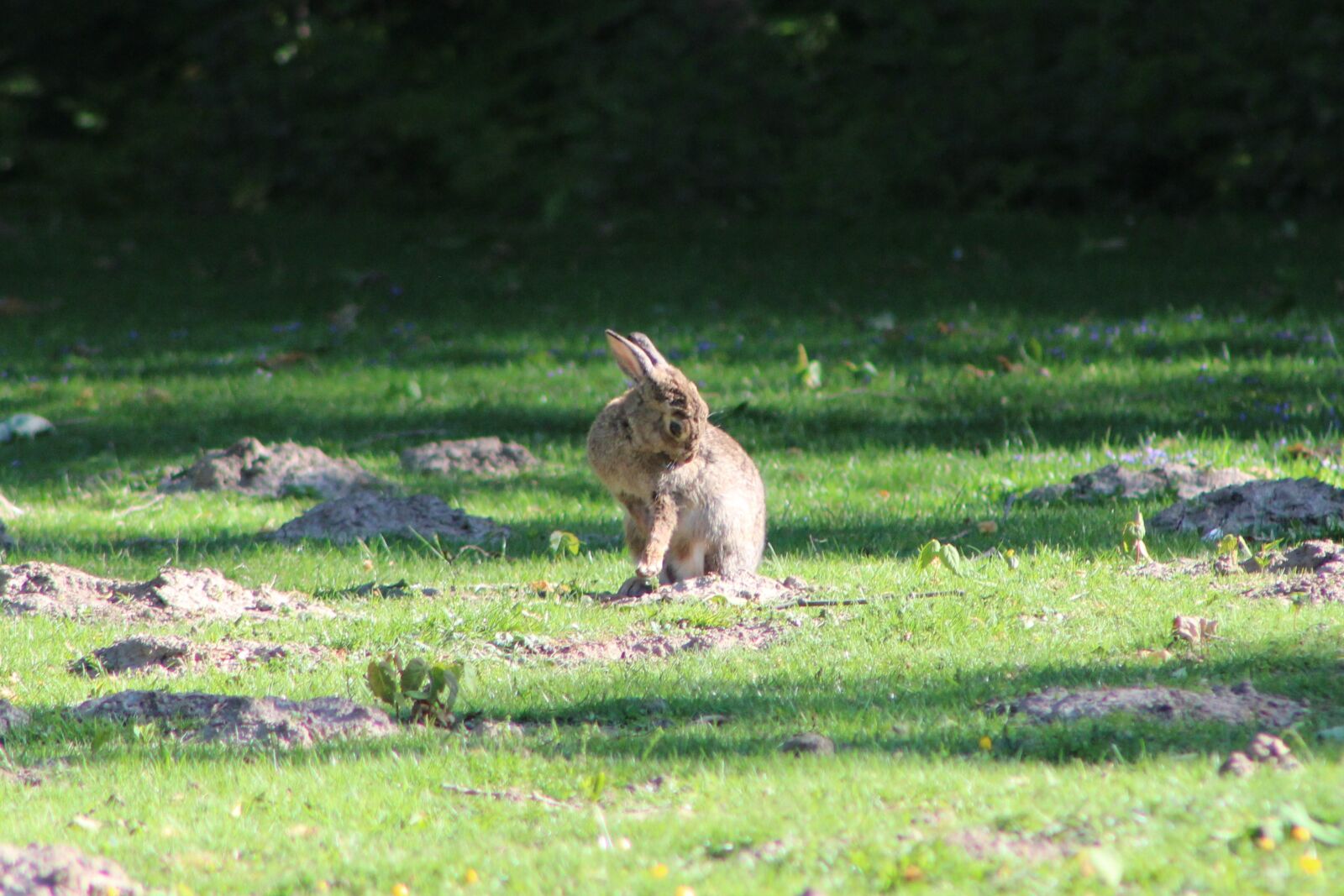 Canon EF75-300mm f/4-5.6 sample photo. Hare, rabbit, easter photography