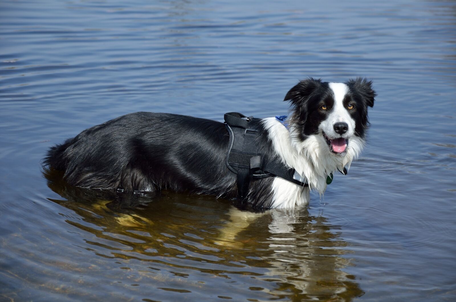 Nikon D5100 sample photo. Australian sheepdog, water, cute photography