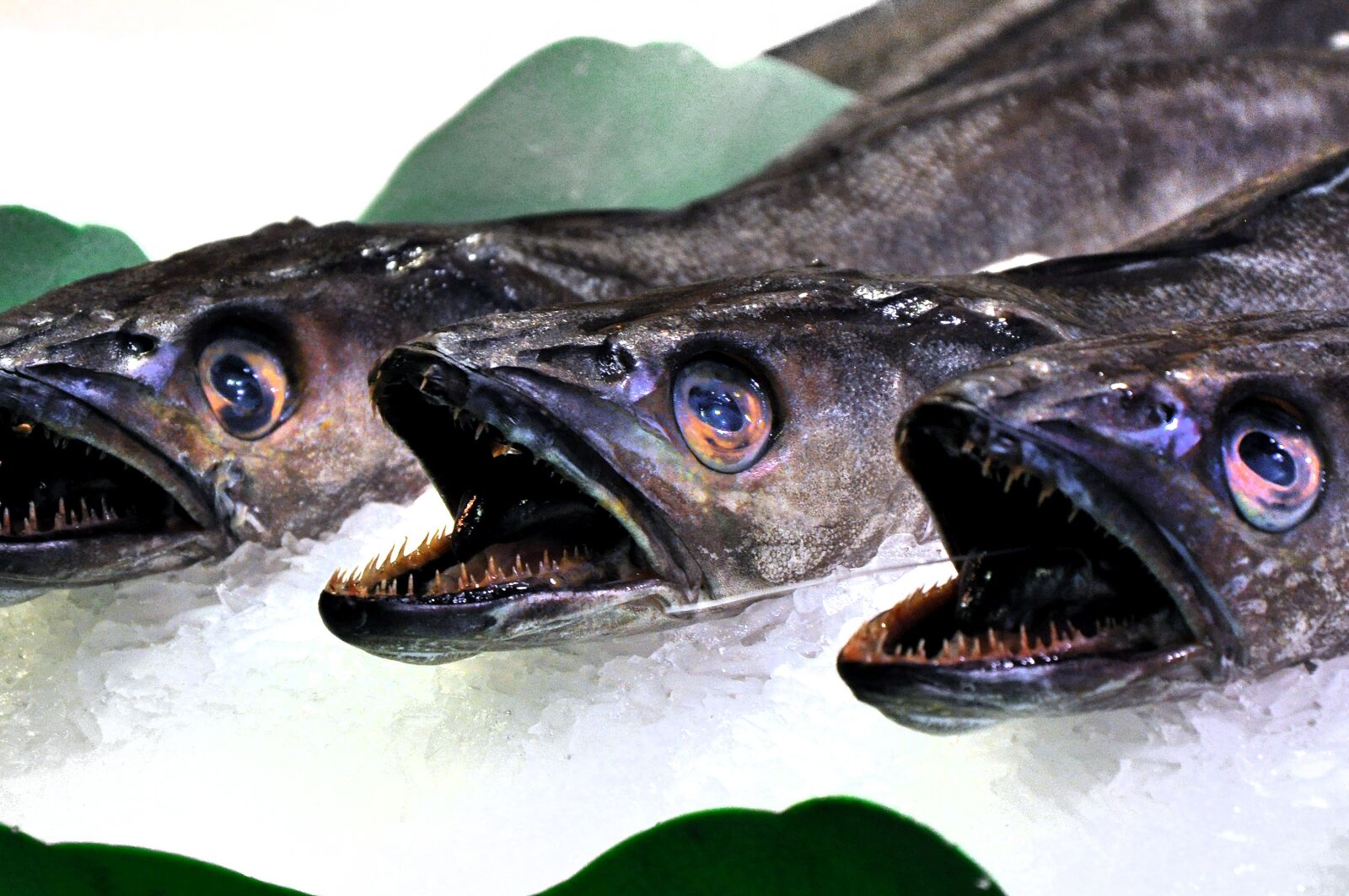 Nikon D90 sample photo. Fish, market, food photography